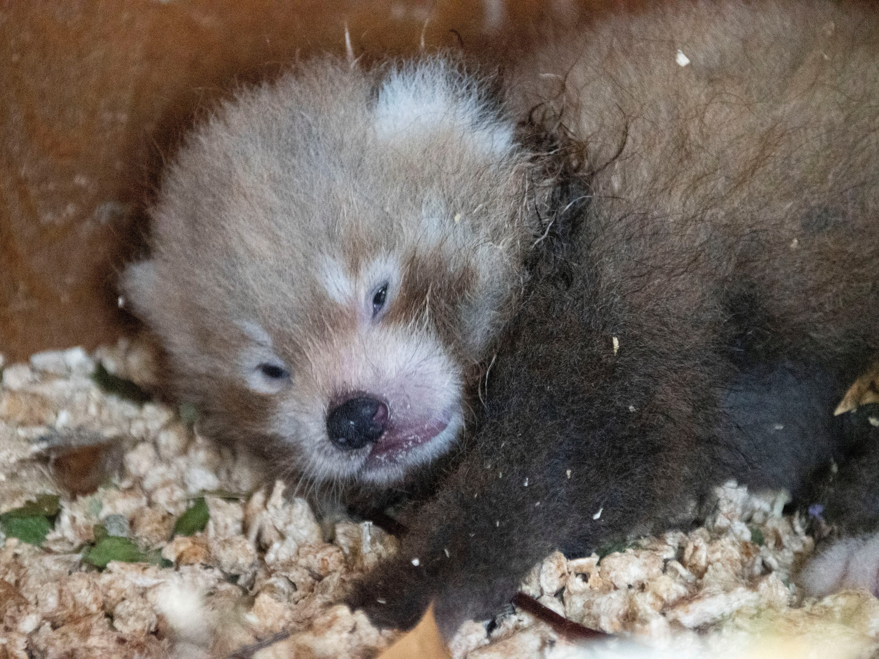 Wie süß! Dieser kleine Panda wurde kürzlich in England geboren.