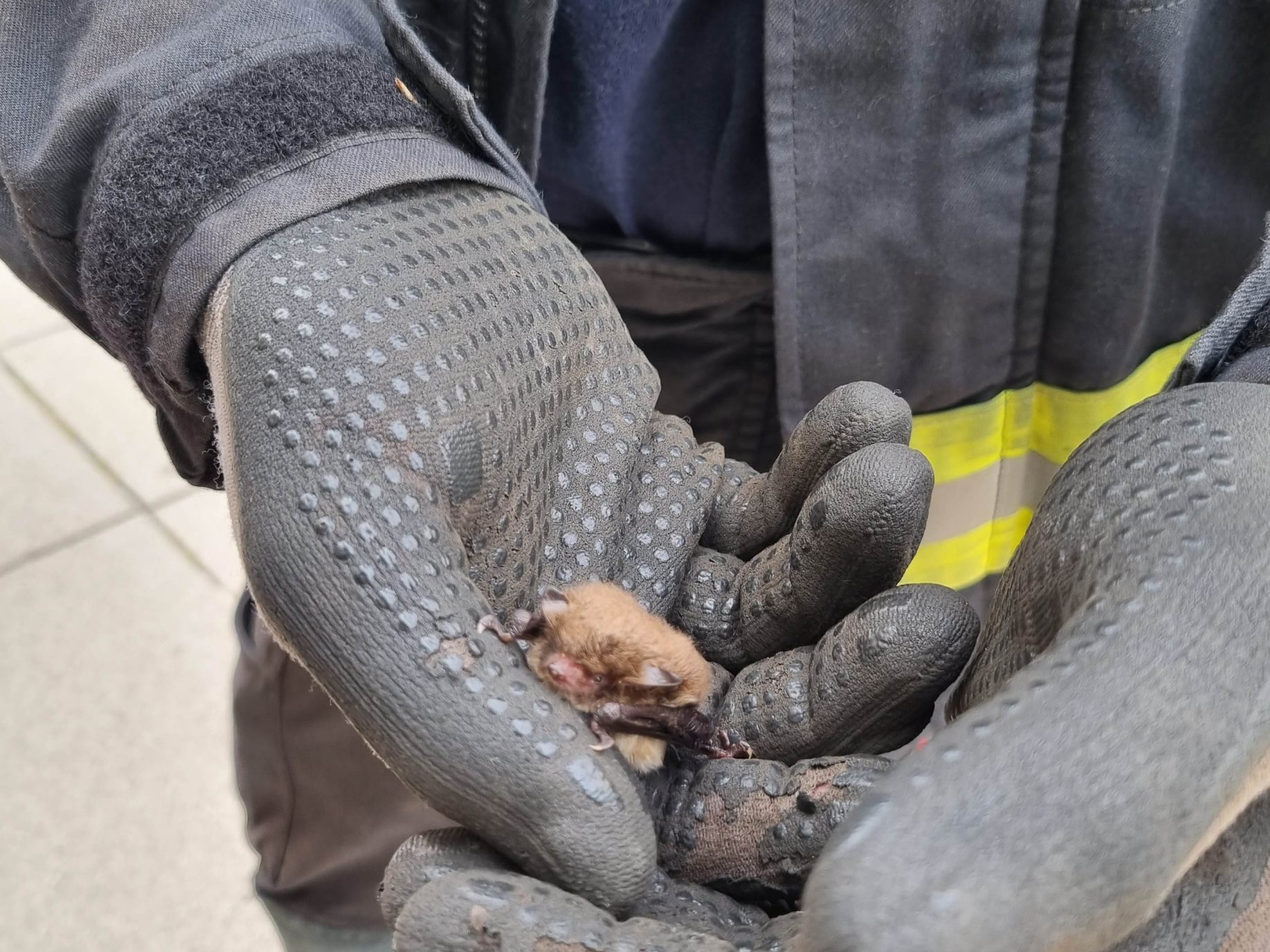 Eine Fledermaus wurde aus einem Hutgeschäft in Wiener Neustadt gerettet.