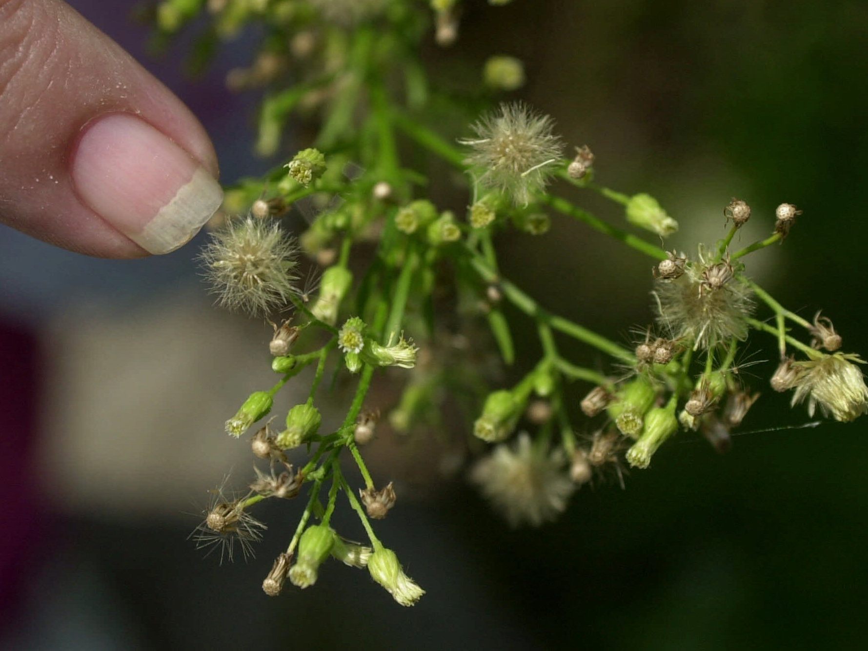 Eine Studie zeigt, dass Ragweed-Pollen aus verschiedenen Umgebungen unterschiedlich aggressiv sein können. Eine Studie zeigt, dass Ragweed-Pollen aus verschiedenen Umgebungen unterschiedlich aggressiv sein können.