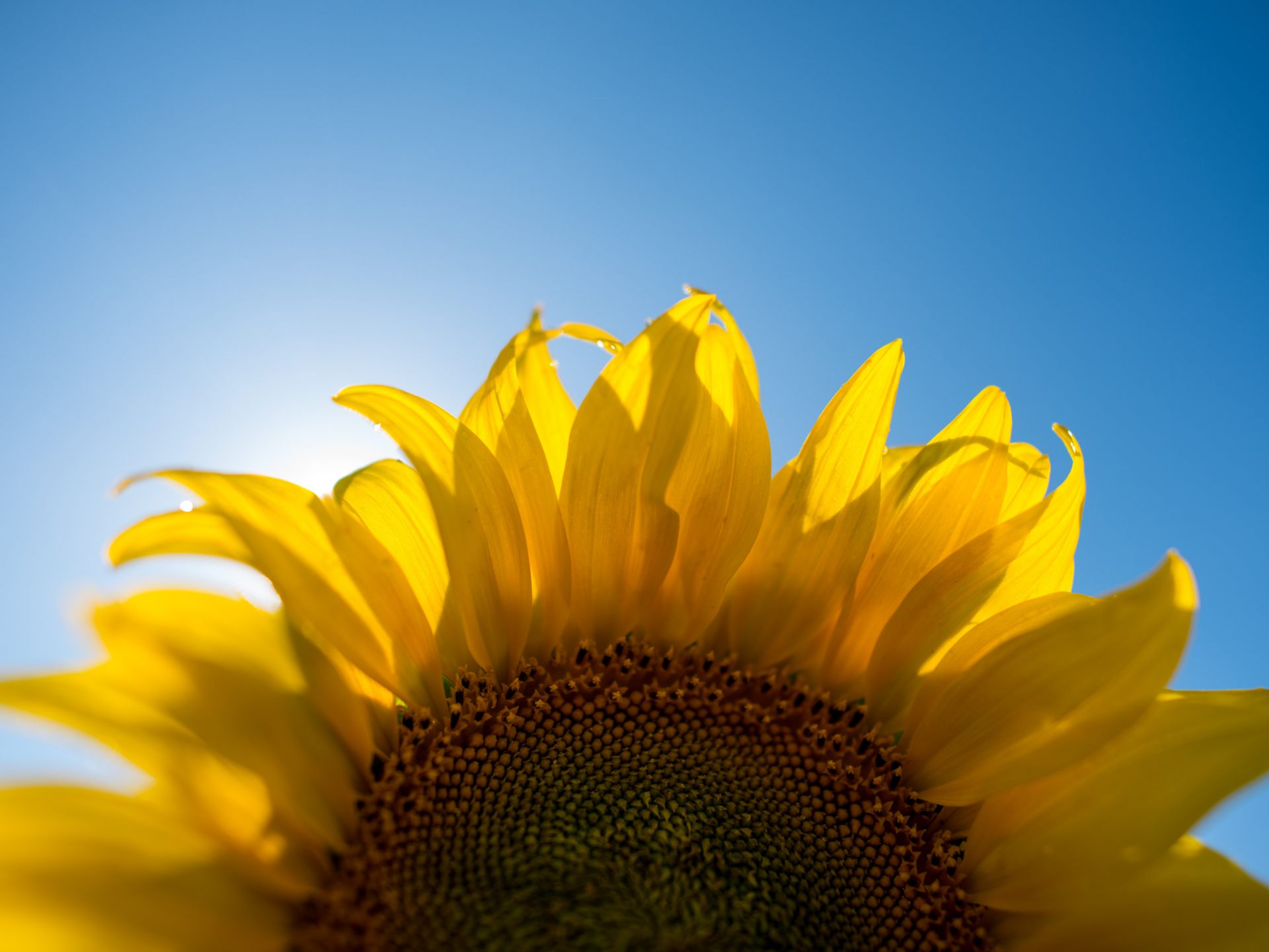 Diese Pflanzen wachsen in Städten besser als am Land - Vienna Online