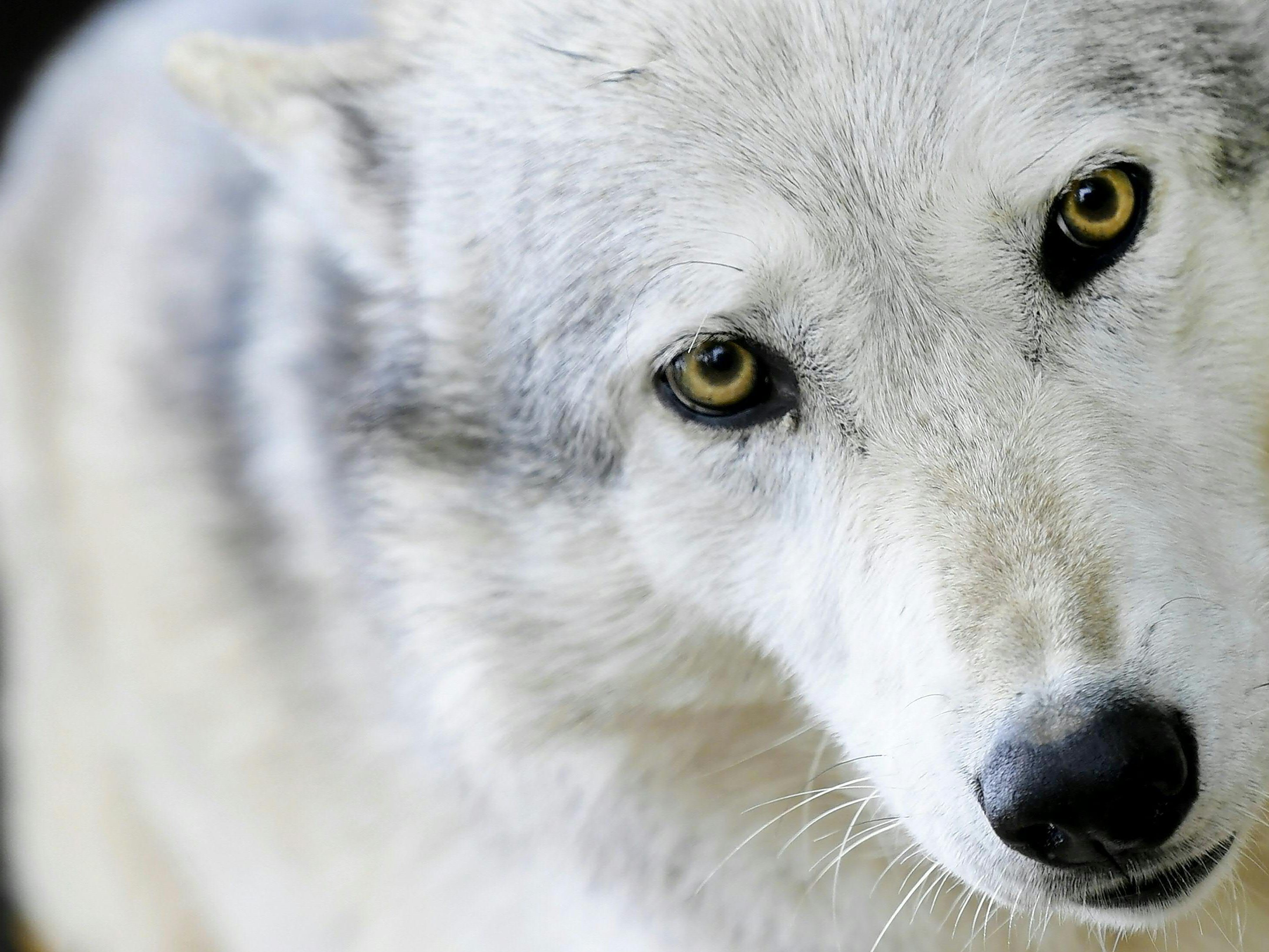 Derzeit wieder großes Thema: Der Wolf. Derzeit wieder großes Thema: Der Wolf.