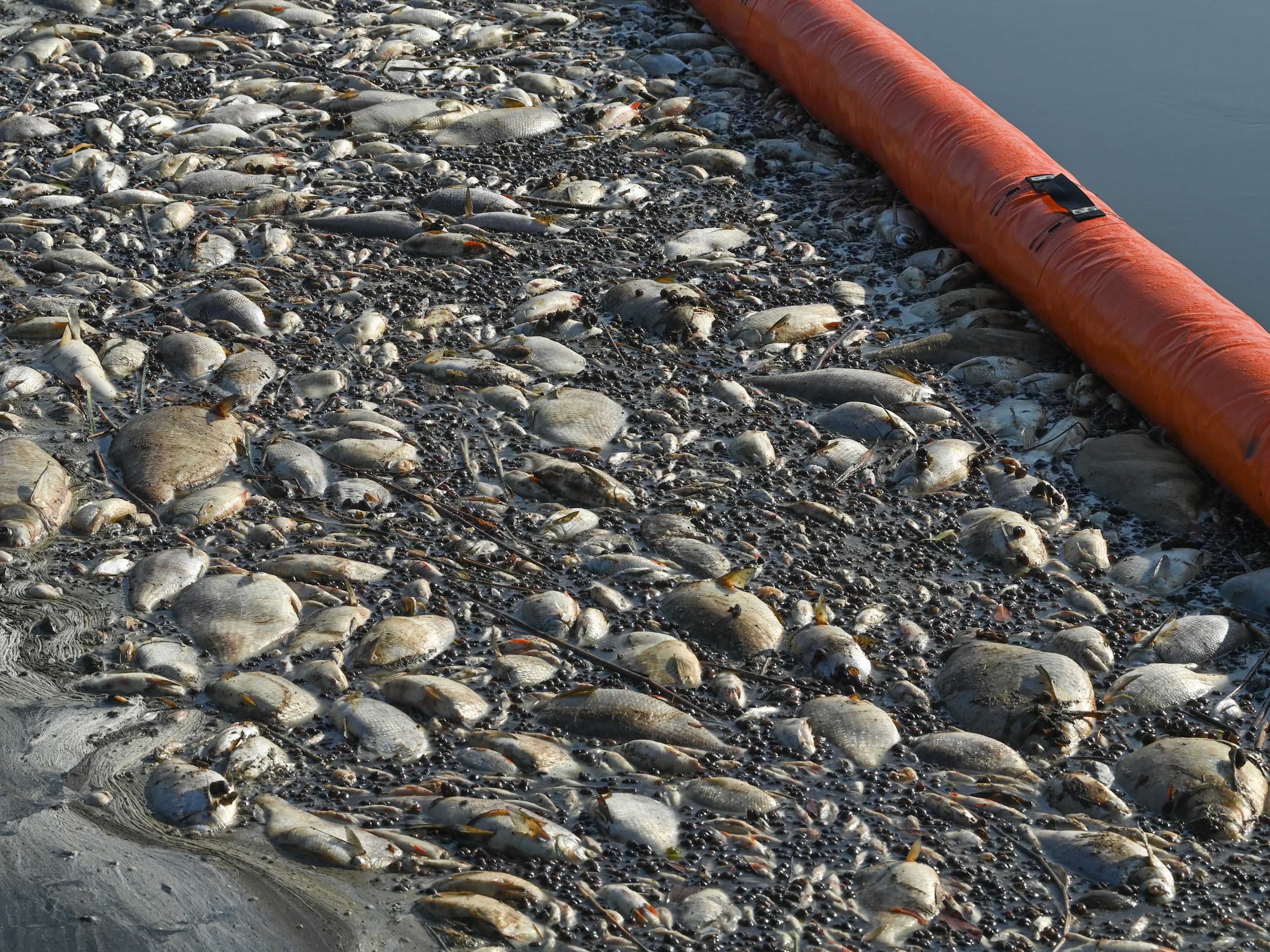 Tausende Fische sind in der Oder gestorben. Tausende Fische sind in der Oder gestorben.