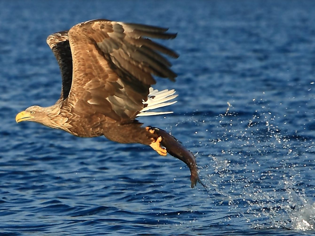 Wildtiere wie der Seeadler sollen durch den Erlass besser geschützt werden.