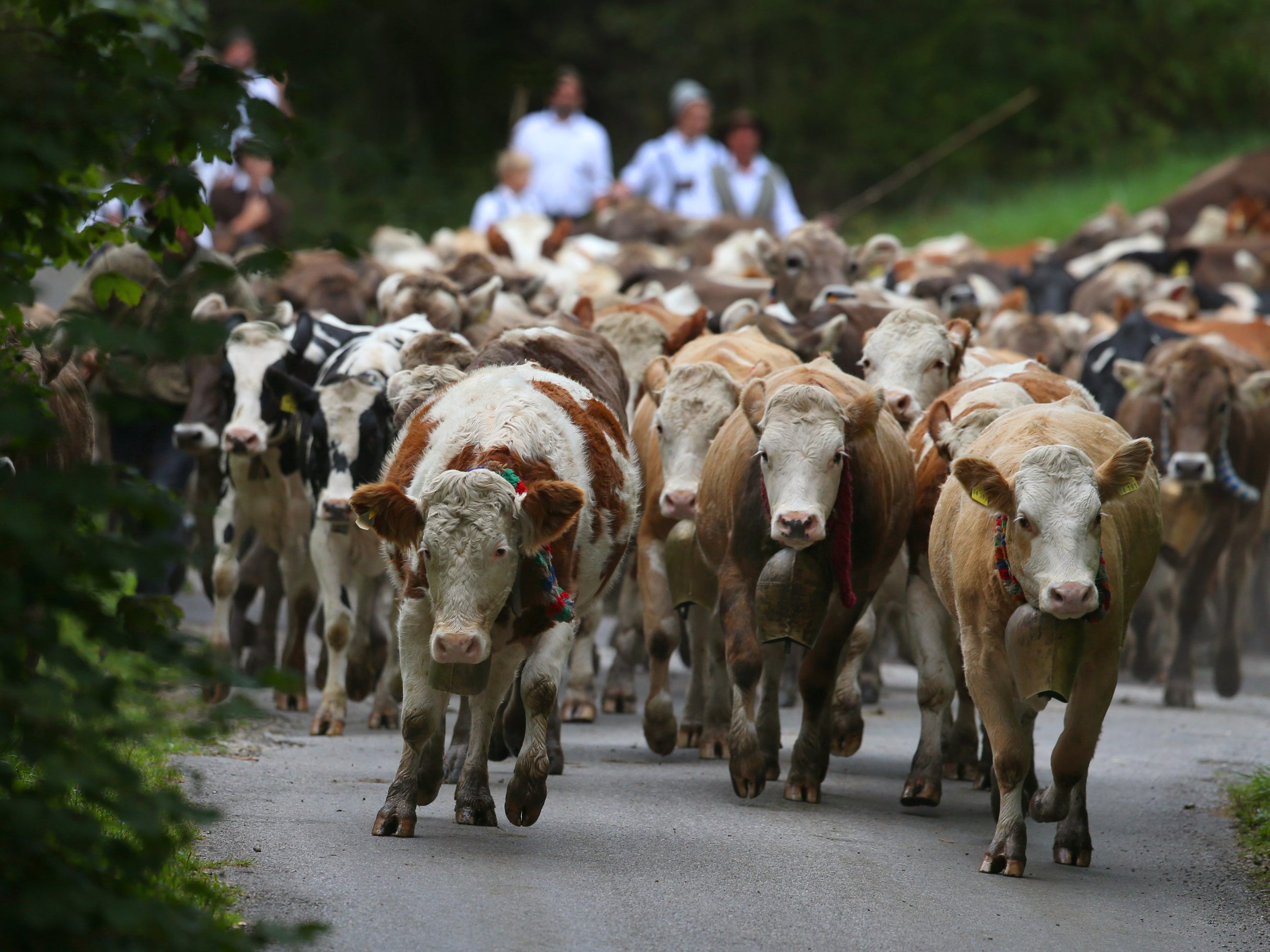 Die Kuhherden werden nach einem Sommer auf der Alm herunter ins Dorf getrieben