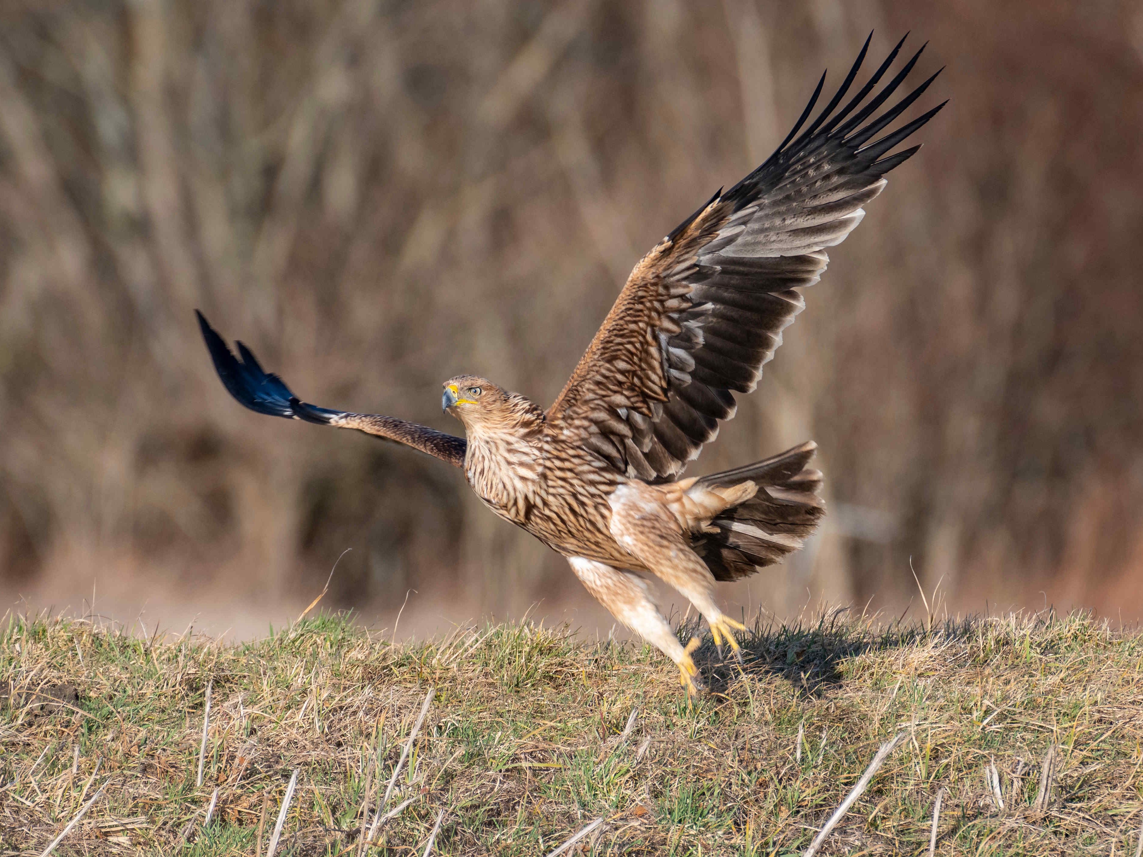 In Österreich brüteten diese Saison 34 Kaiseradler-Paare.