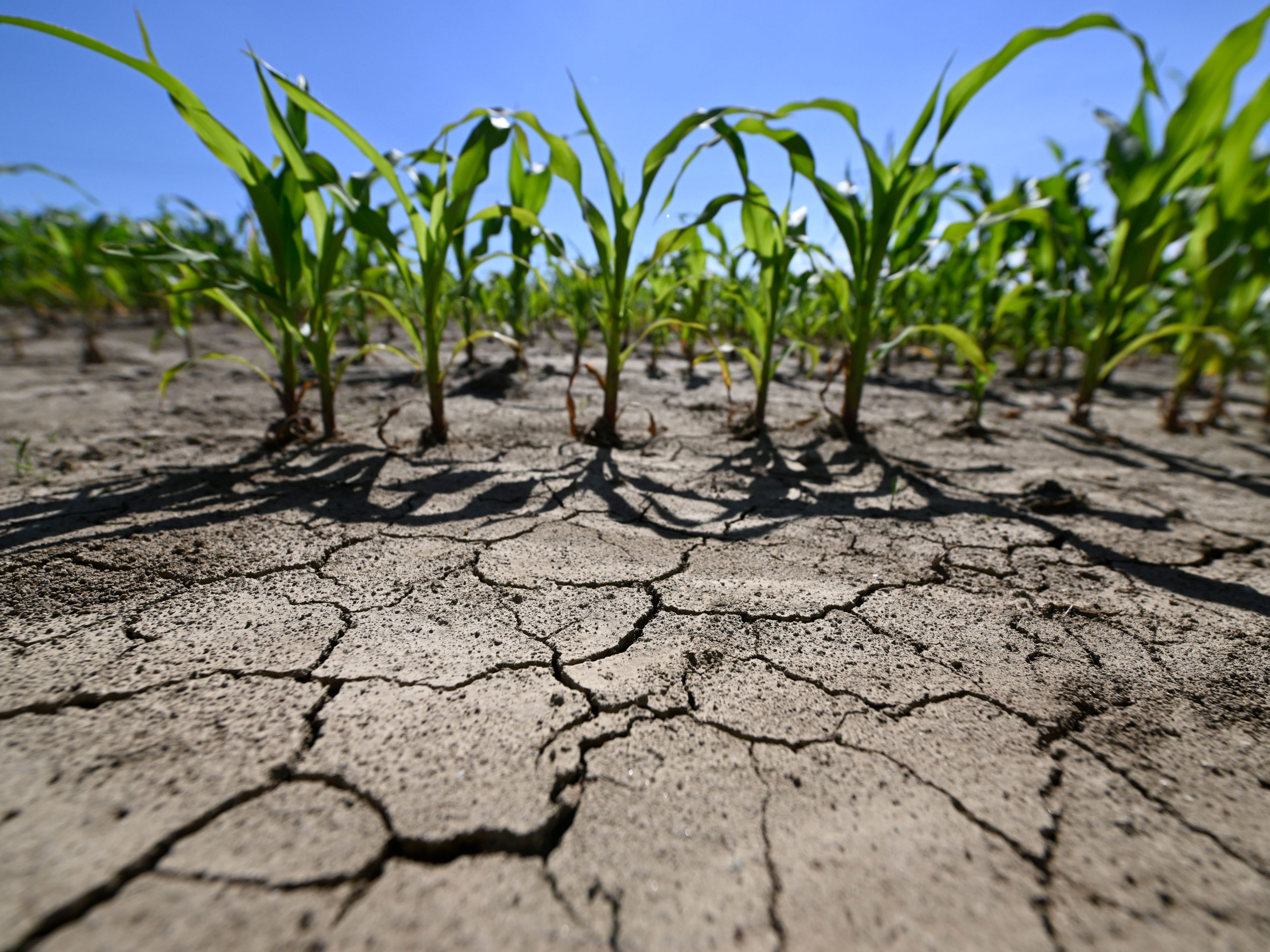 Zu wenig Niederschlag sorgt für Millionen-Schäden in der Landwirtschaft. Zu wenig Niederschlag sorgt für Millionen-Schäden in der Landwirtschaft.