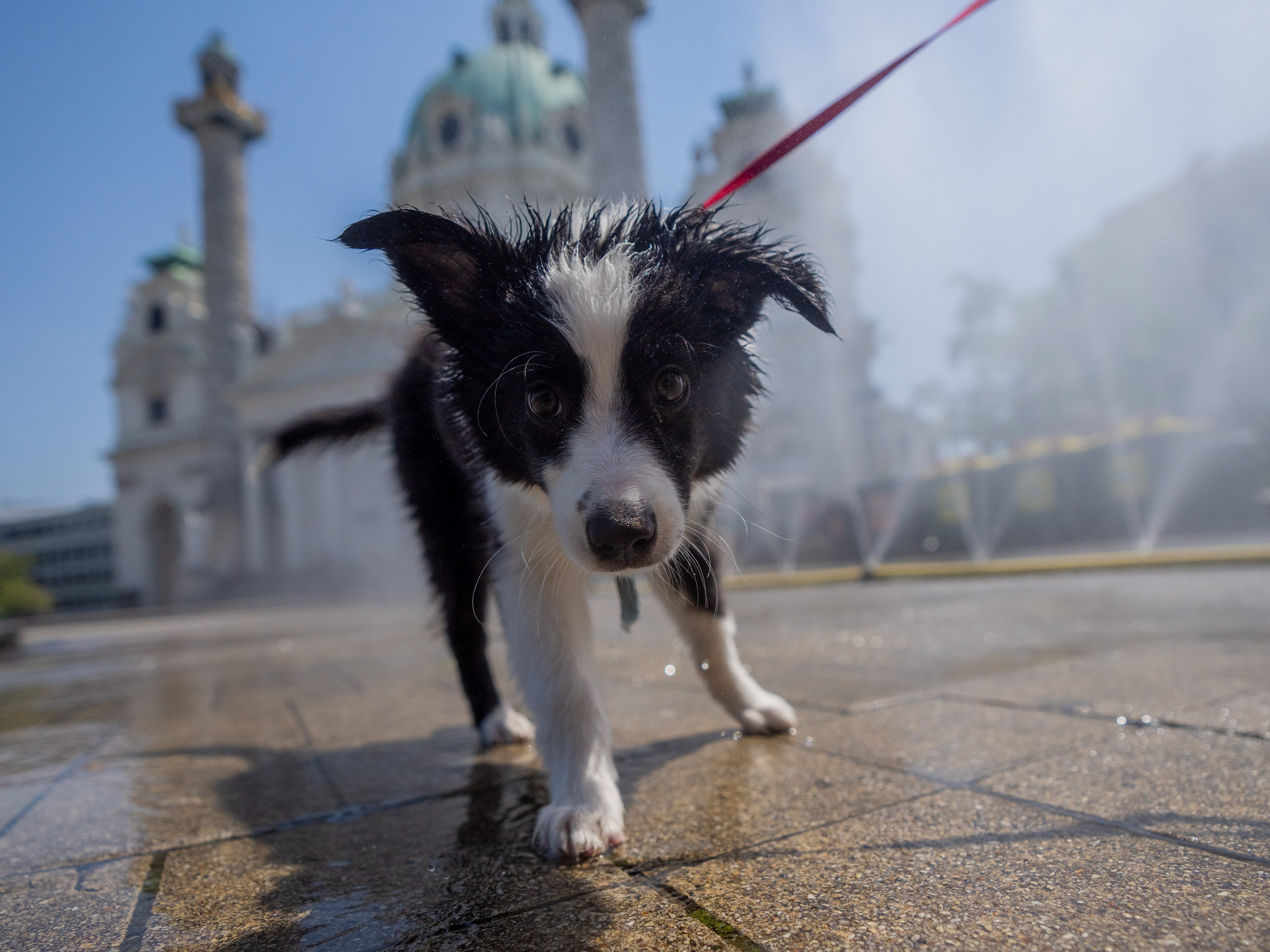 Erkenntnis von Wissenschaftern: Hunde in der Lage, vor Freude zu weinen. Erkenntnis von Wissenschaftern: Hunde in der Lage, vor Freude zu weinen.