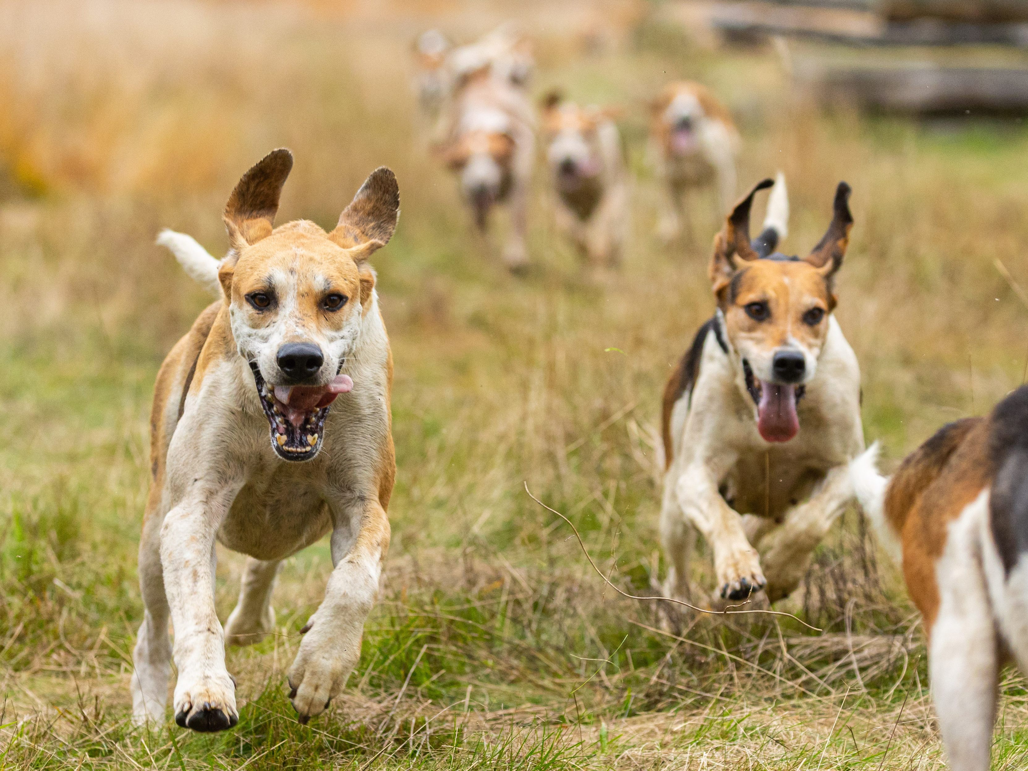 Hunde und Wölfe bilden sich zu Menschen keine Meinung