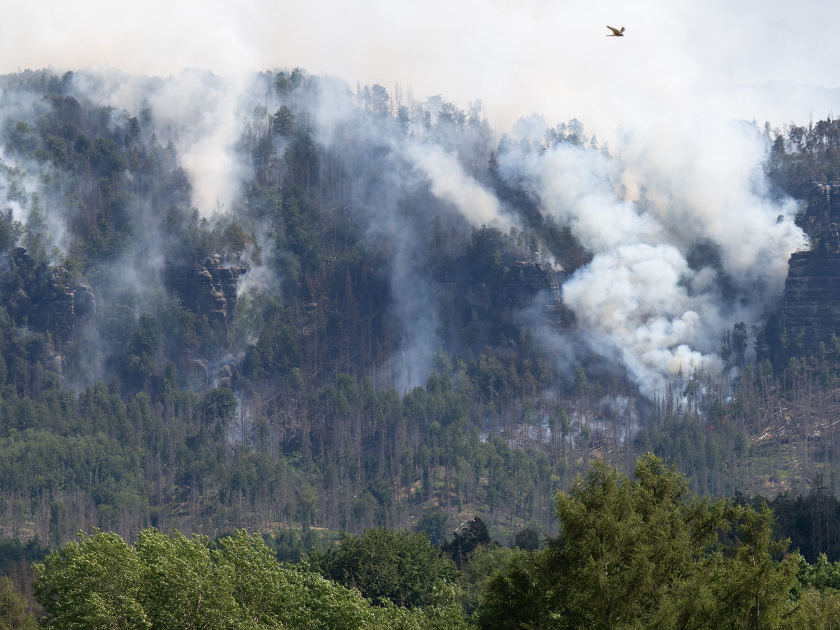 Das KFV fordert höhere Strafen für das Verursachen von Waldbränden.
