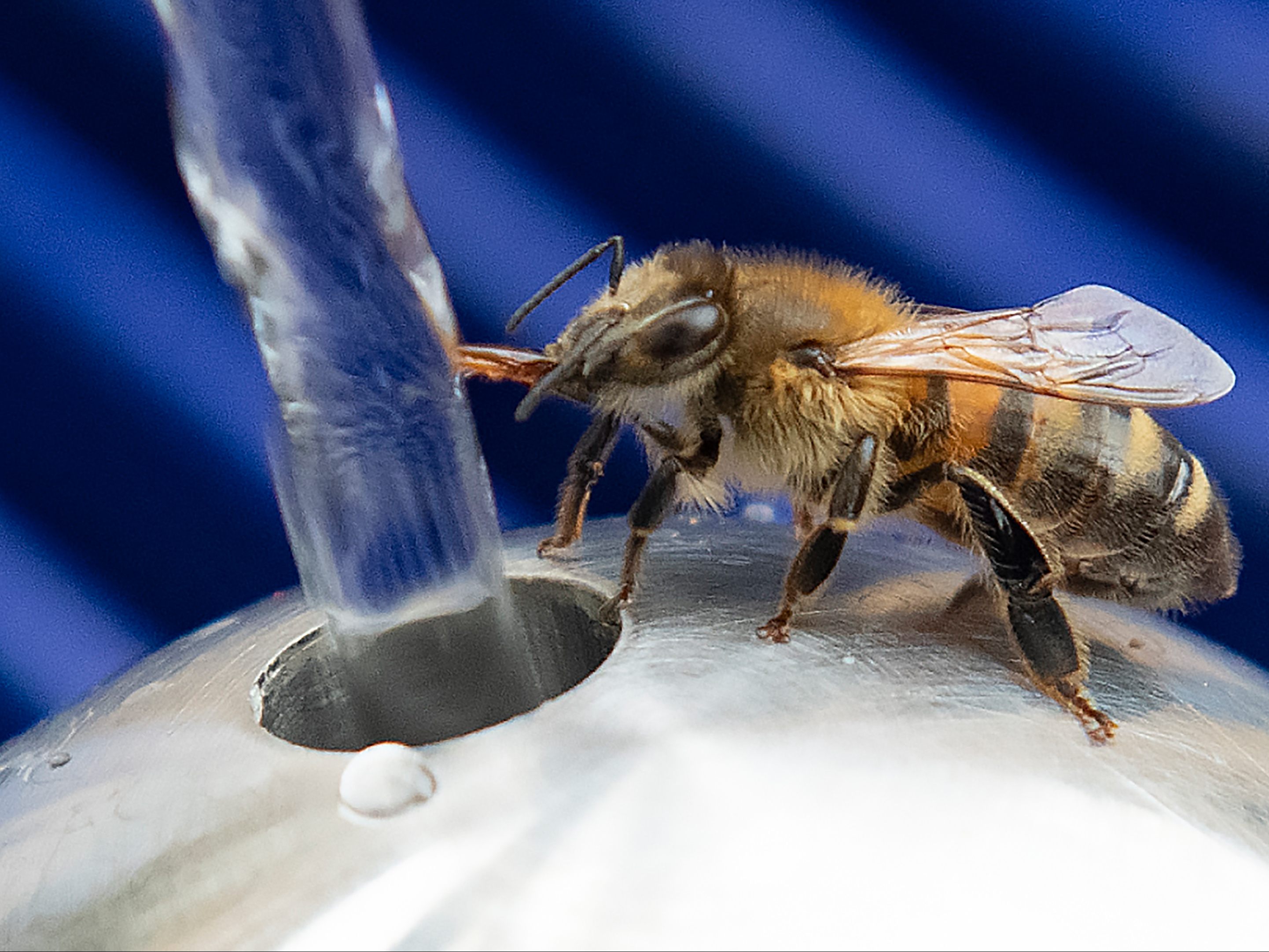 Auch Bienen haben bei der Hitze großen Durst.