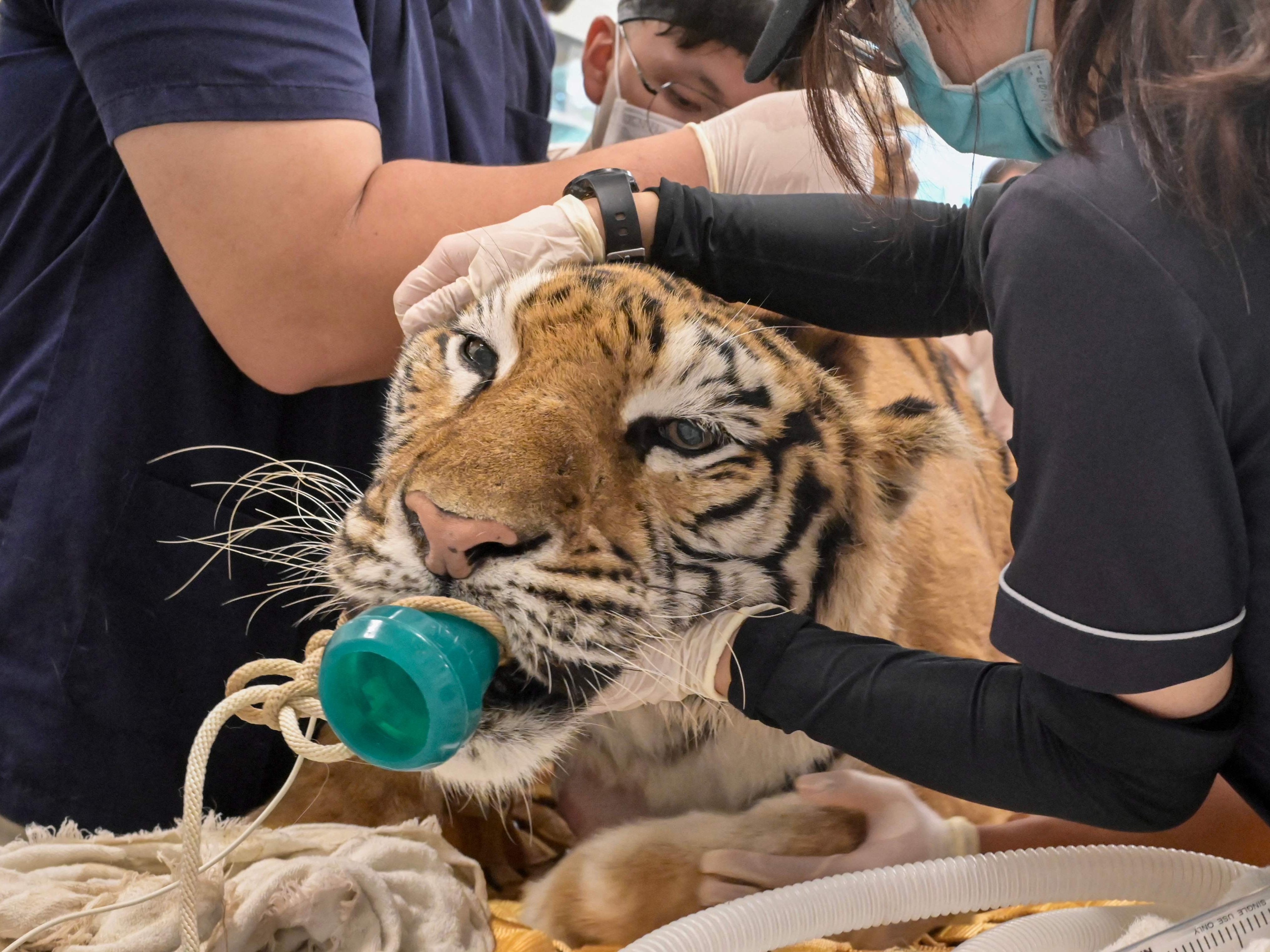 Gesundenuntersuchung für einen Tiger in Taiwan.