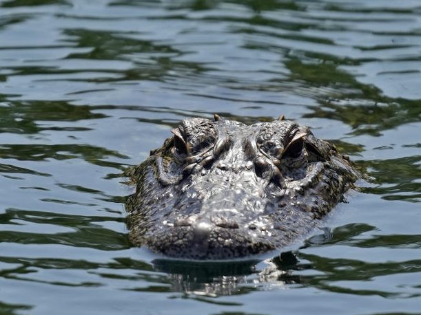 Ein Alligator überraschte eine Gruppe von Freunden beim Baden in einem See in Texas (USA).