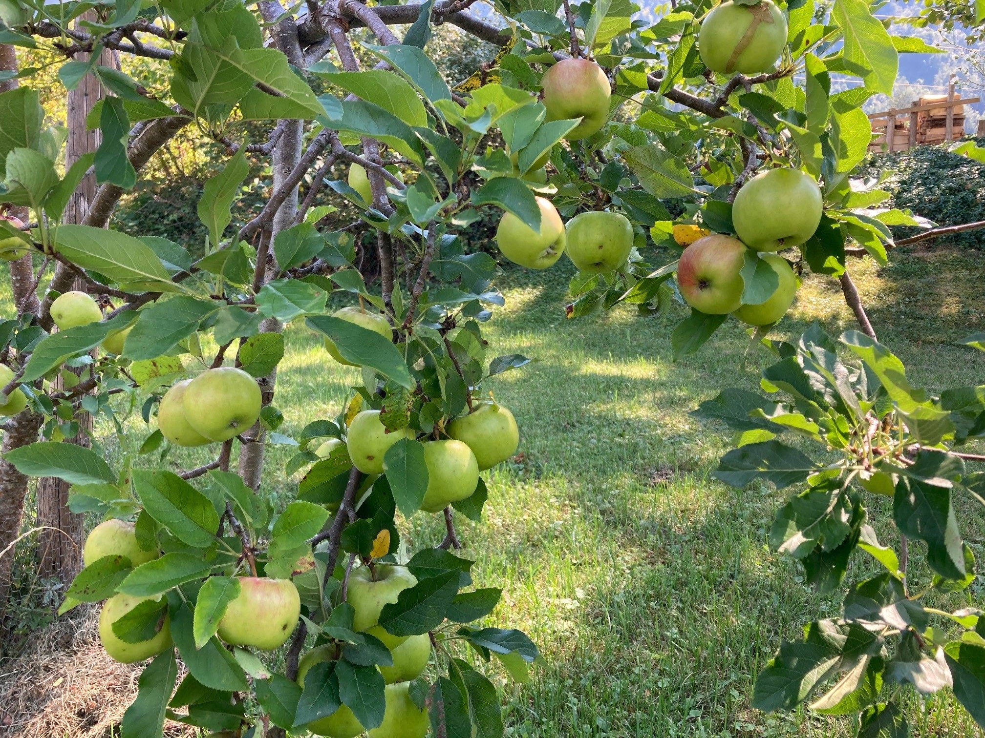Herbst ist Erntezeit. Wenn man mehr Obst als Bedarf hat, hilft in Nenzing „s´gäle Band“. Herbst ist Erntezeit. Wenn man mehr Obst als Bedarf hat, hilft in Nenzing „s´gäle Band“.
