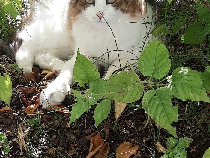 Langhaarkatze Carlos