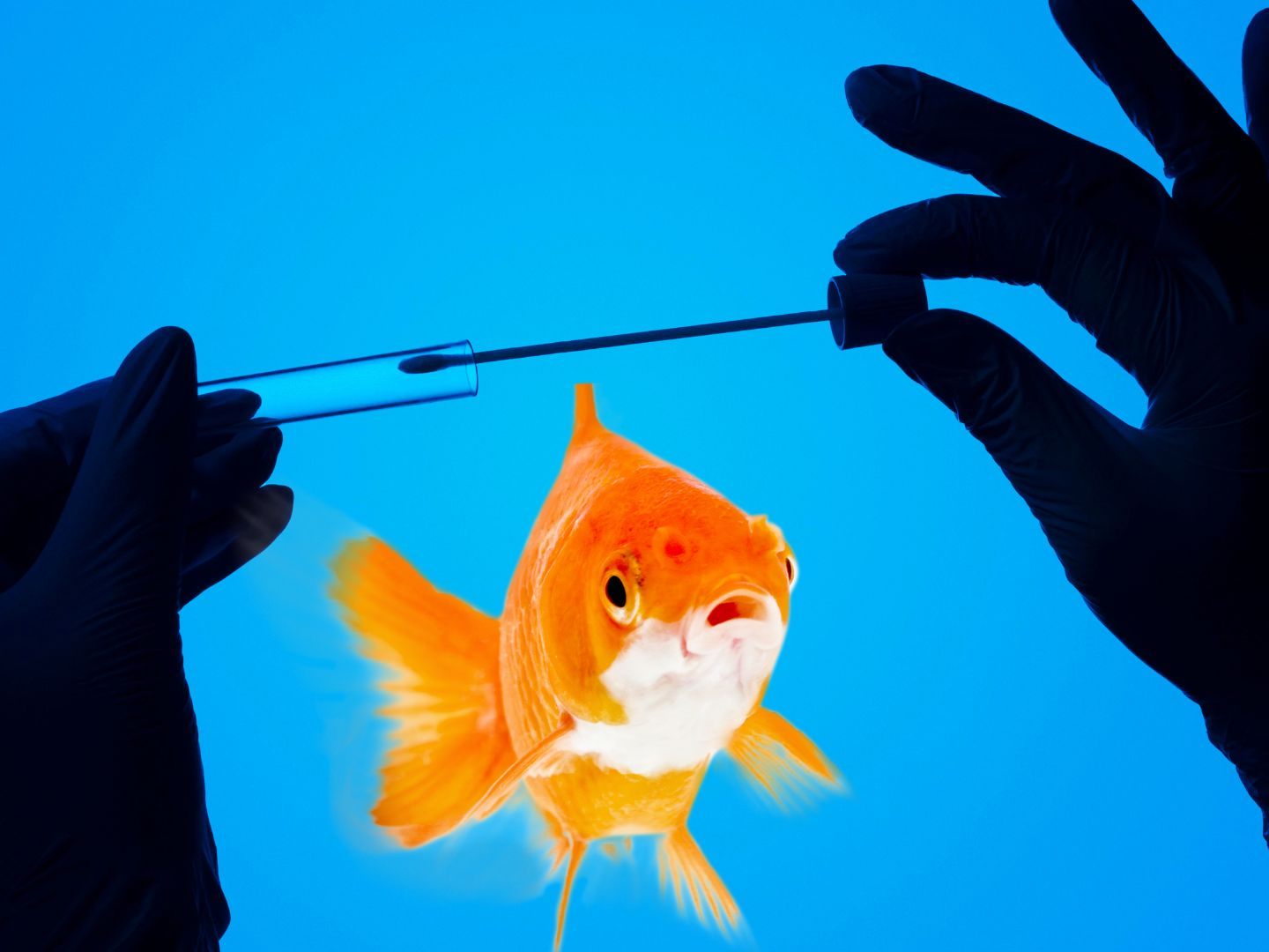 In China werden nun auch Fische auf Corona getestet.