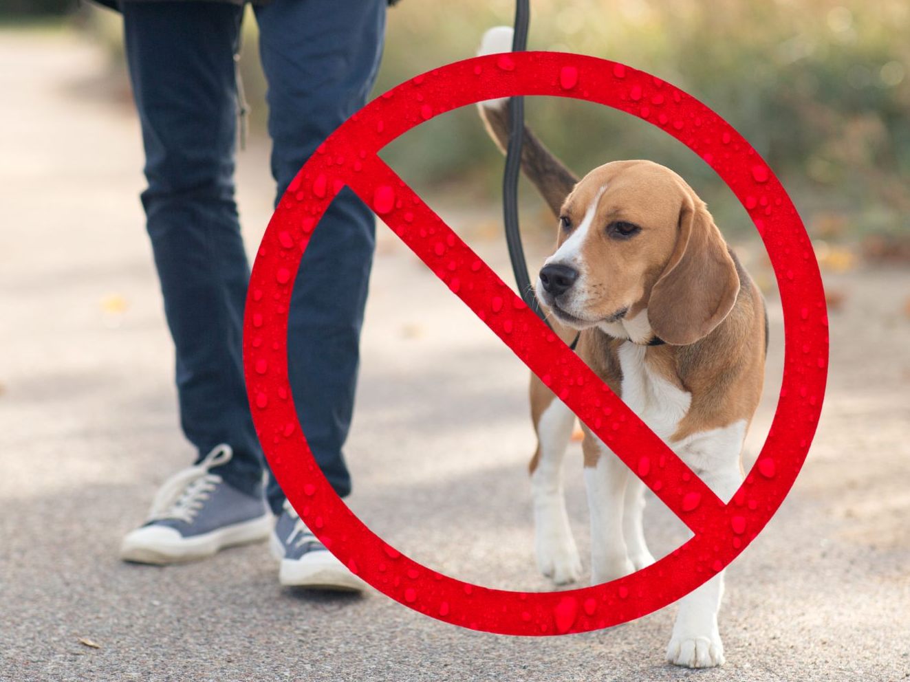 Das Gassigehen mit Hunden ist im Iran offiziell verboten. Das Gassigehen mit Hunden ist im Iran offiziell verboten.