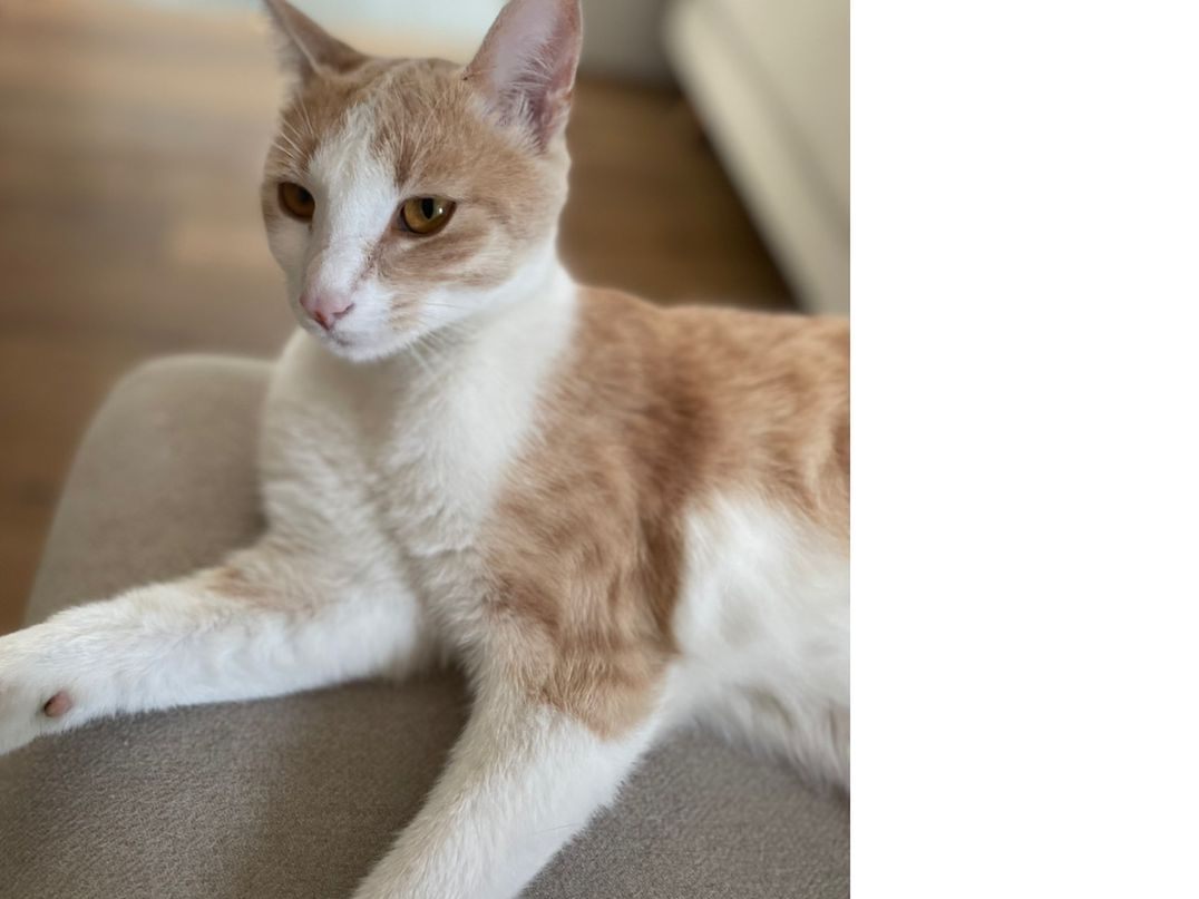 Vermisste Katze Fredo