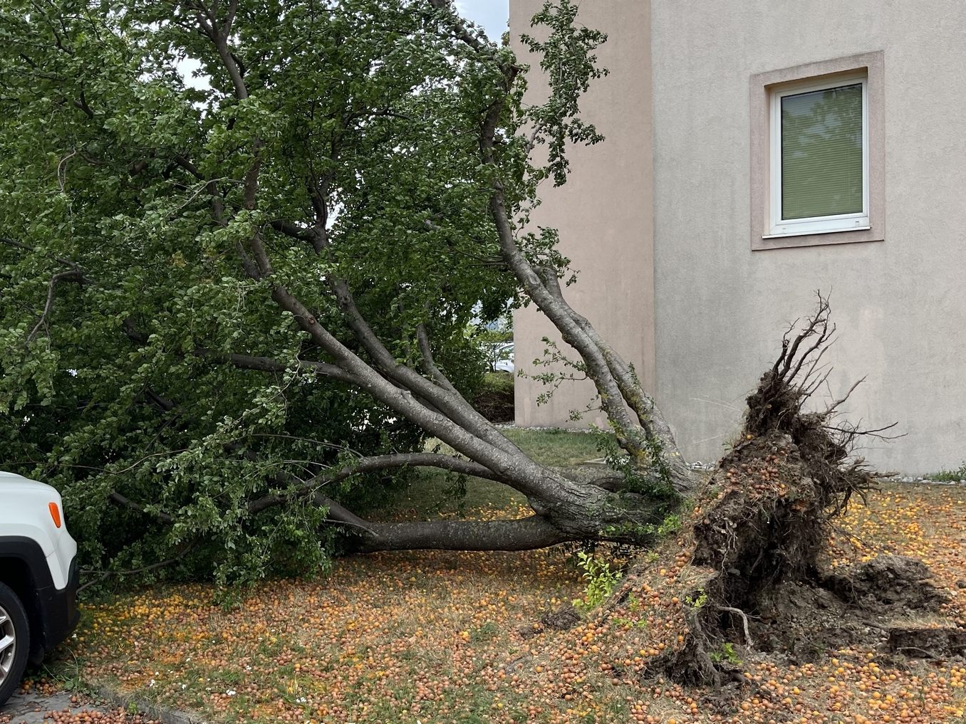 Ein durch das Unwetter entwurzelter Baum stürzte in Wiener Neustadt auf ein Hausdach.