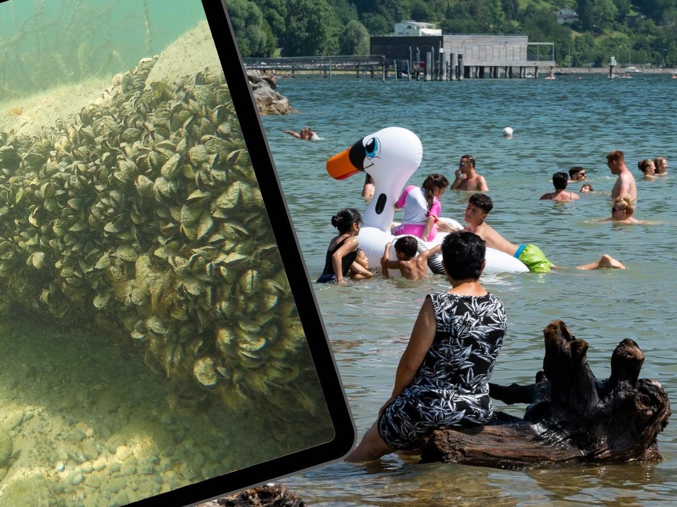Die Quagga-Muscheln werden im Bodensee zunehmen auch zum Problem für Badende. Die Quagga-Muscheln werden im Bodensee zunehmen auch zum Problem für Badende.