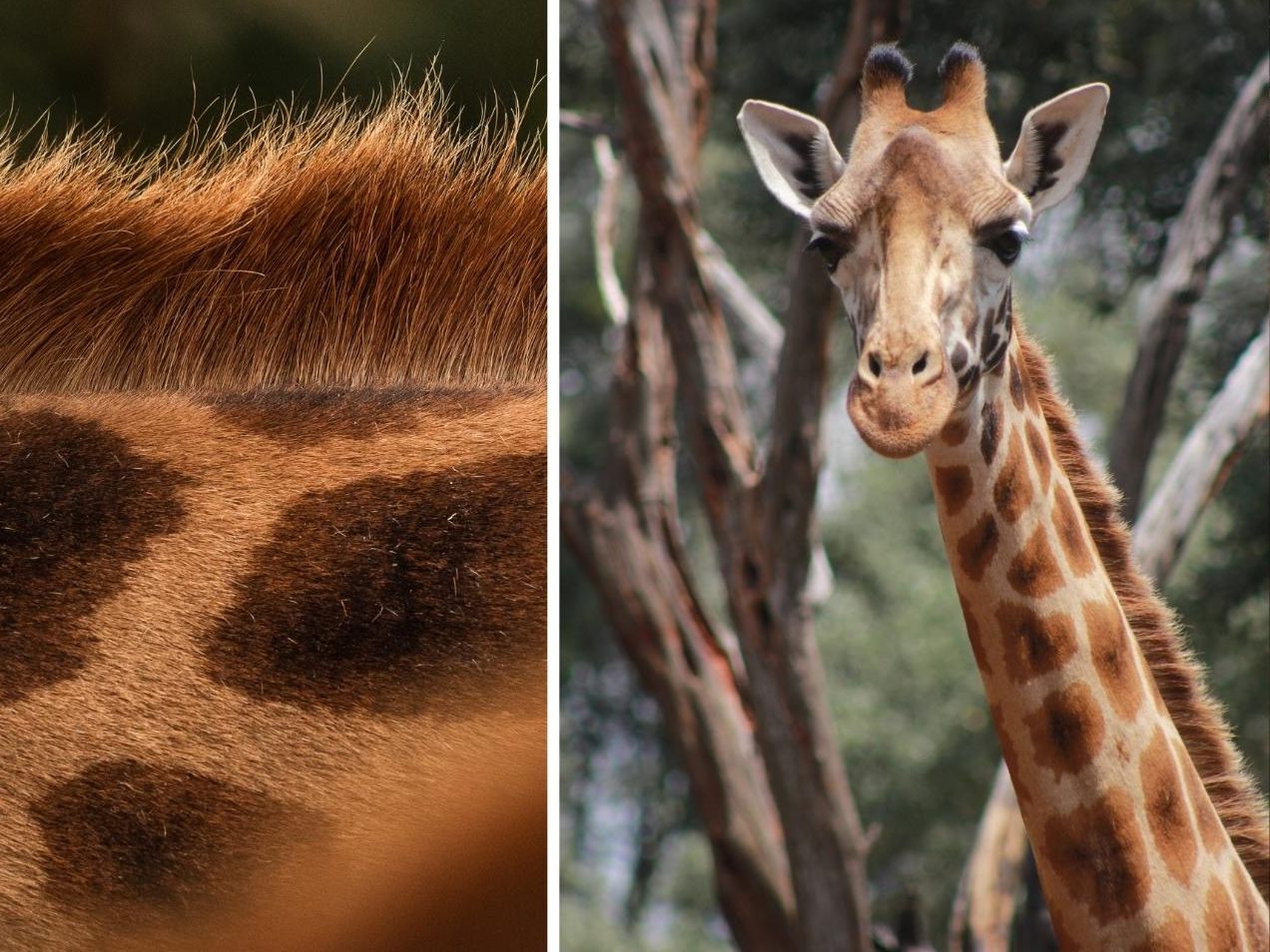Seltene Rothschild-Giraffe geboren.