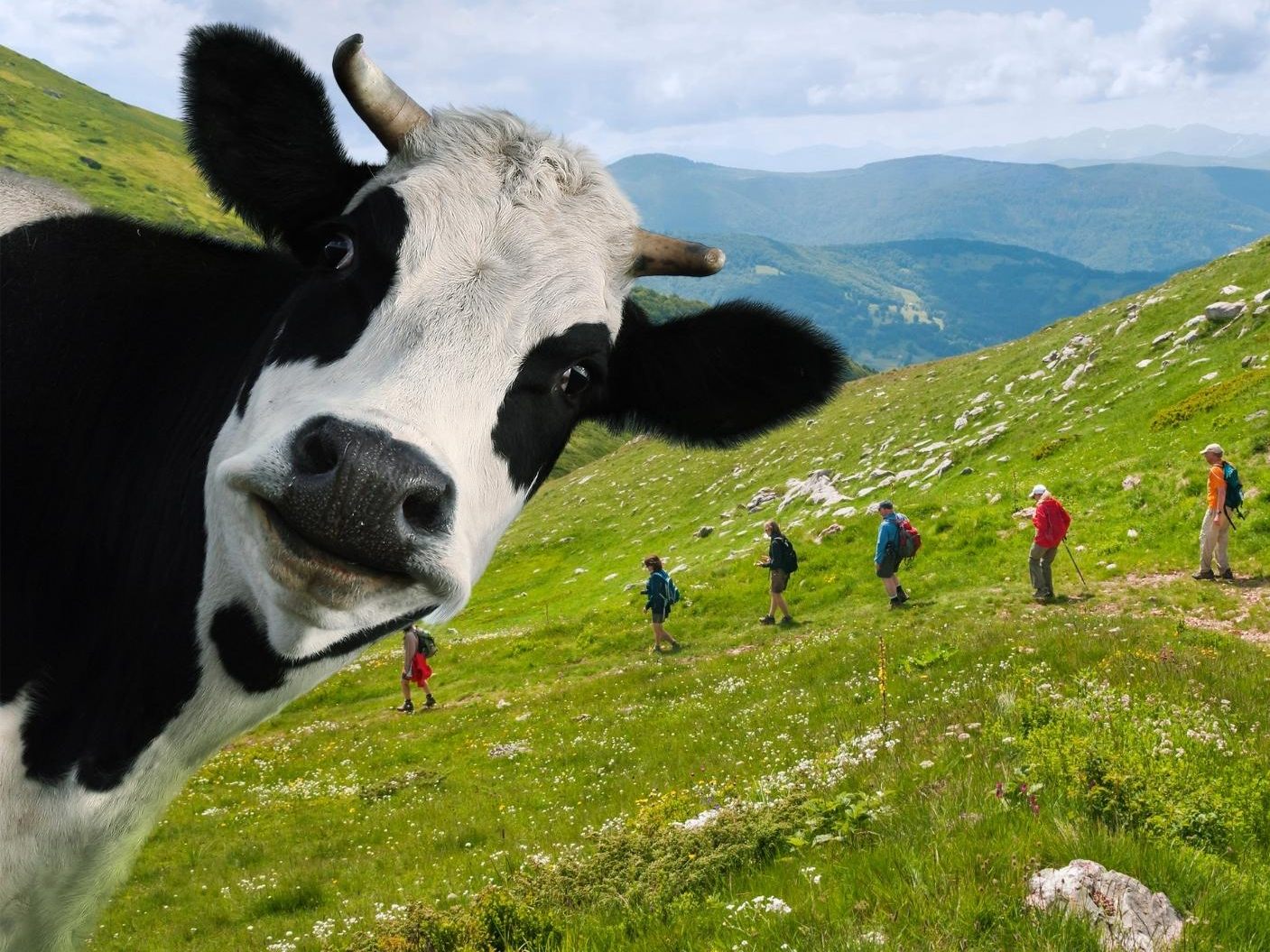 Weil sie "von Kühen angegriffen" wurden, mussten 44 Personen von der Bergrettung und der Alpinpolizei gerettet werden.