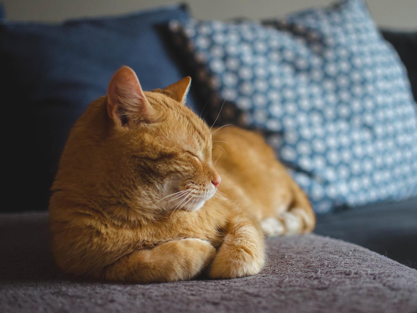 Am 8. August ist der Internationale Tag der Katze.