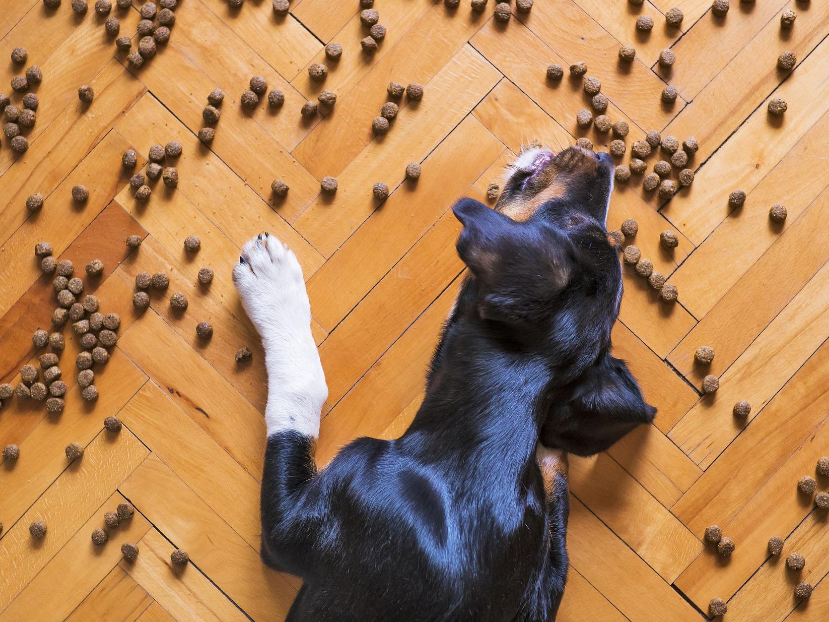 Hunde sollten nicht zu viel Katzenfutter fressen.