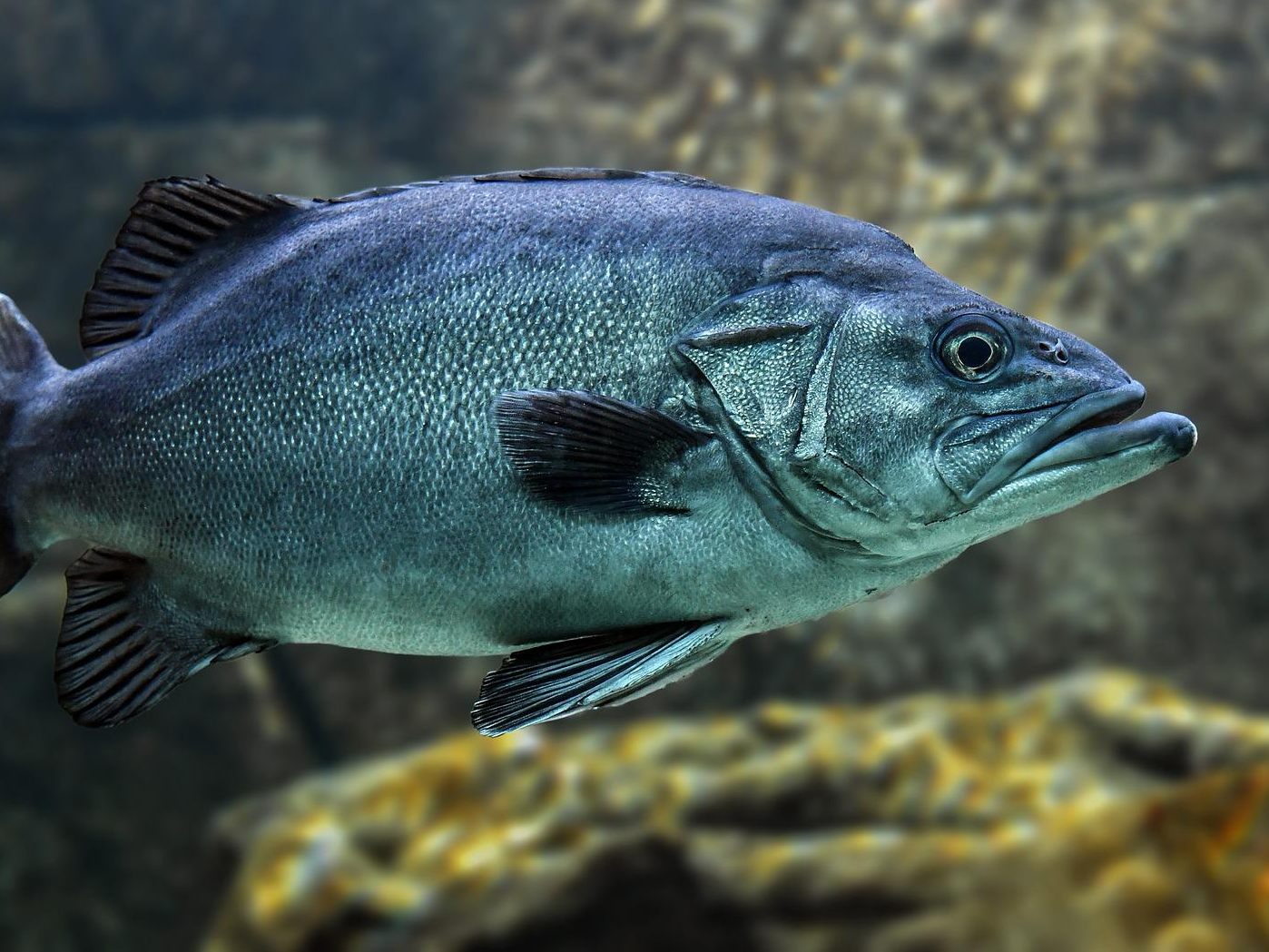 In China werden selbst Fische auf Corona getestet.