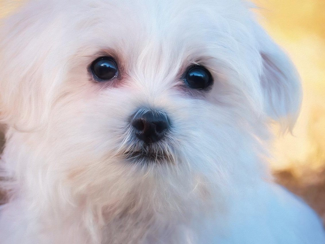 Hund in Wien tot getreten: Prozess gegen 49-Jährigen.