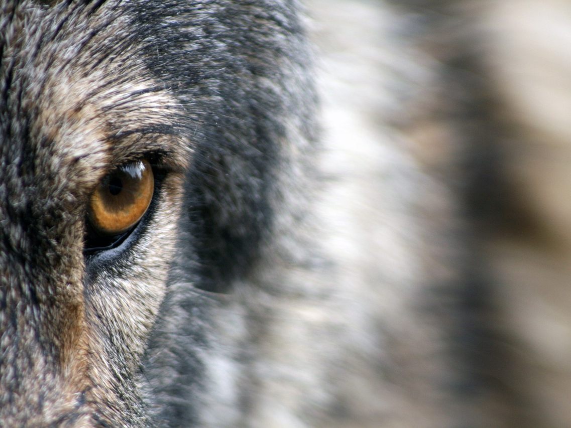 Vier Schafe im Waldviertel von Wolf gerissen. Vier Schafe im Waldviertel von Wolf gerissen.