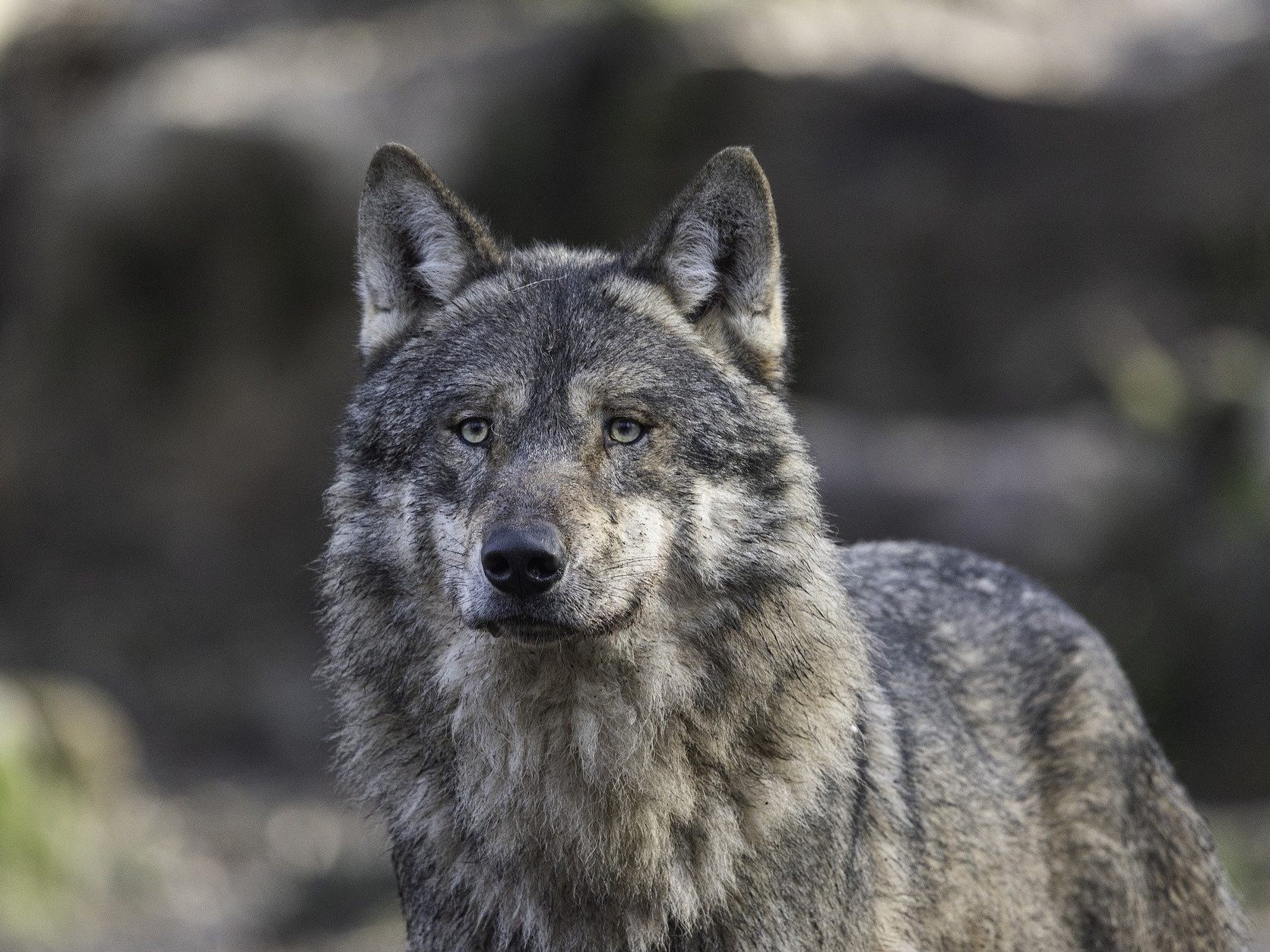 31 Wölfe wurden heuer in Österreich nachgewiesen.