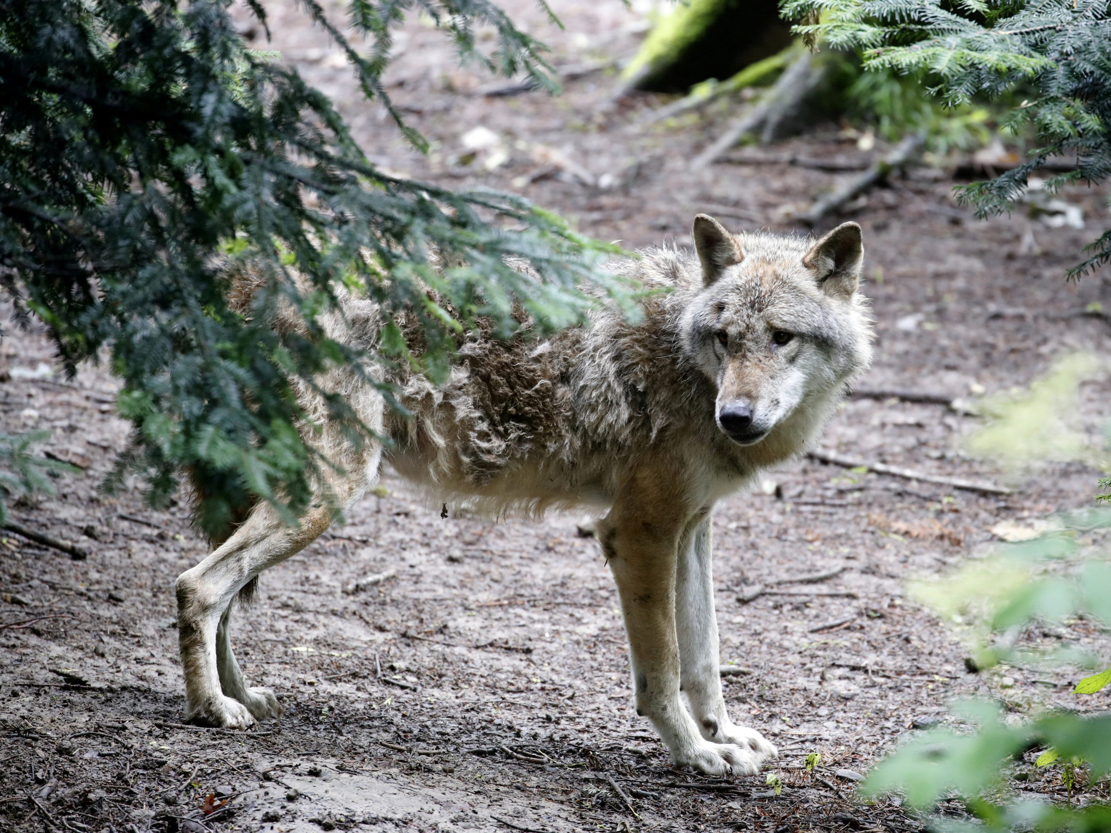 DNA-Analysen brachten nun Gewissheit zu den neurlichen Wolfsrissen. DNA-Analysen brachten nun Gewissheit zu den neurlichen Wolfsrissen.
