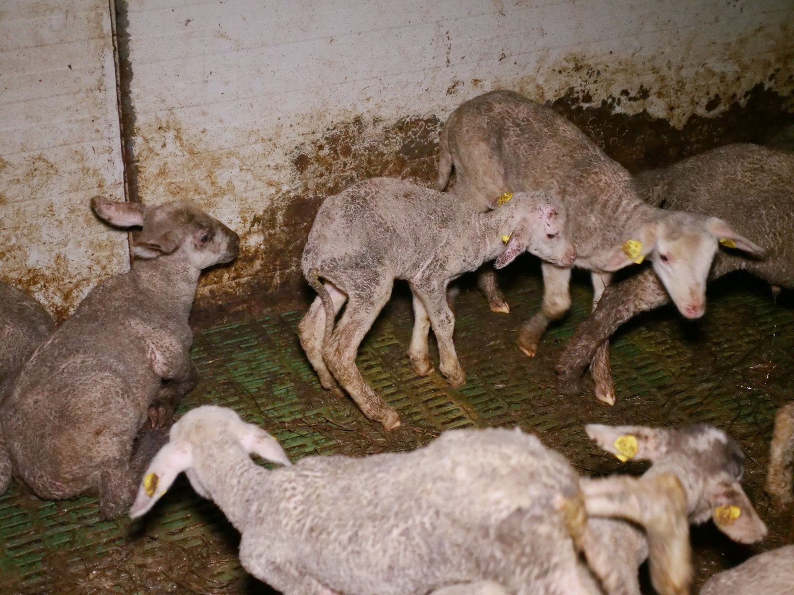 Verein gegen Tierfabriken kritisiert Missstände in Mastbetrieb in NÖ.