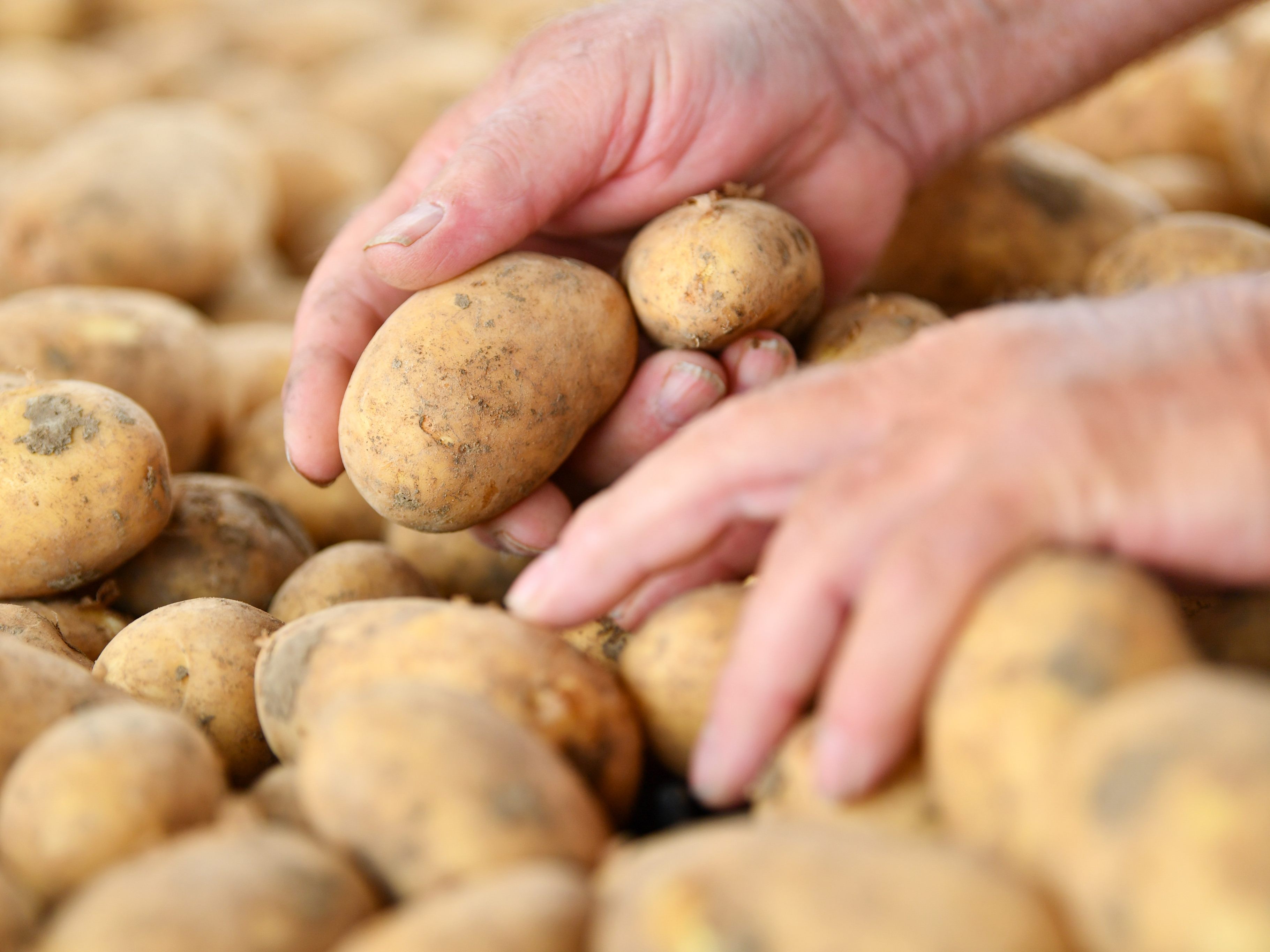 Konsumenten sollen weiterhin auf Biolebensmittel und regionale Produktion setzen.