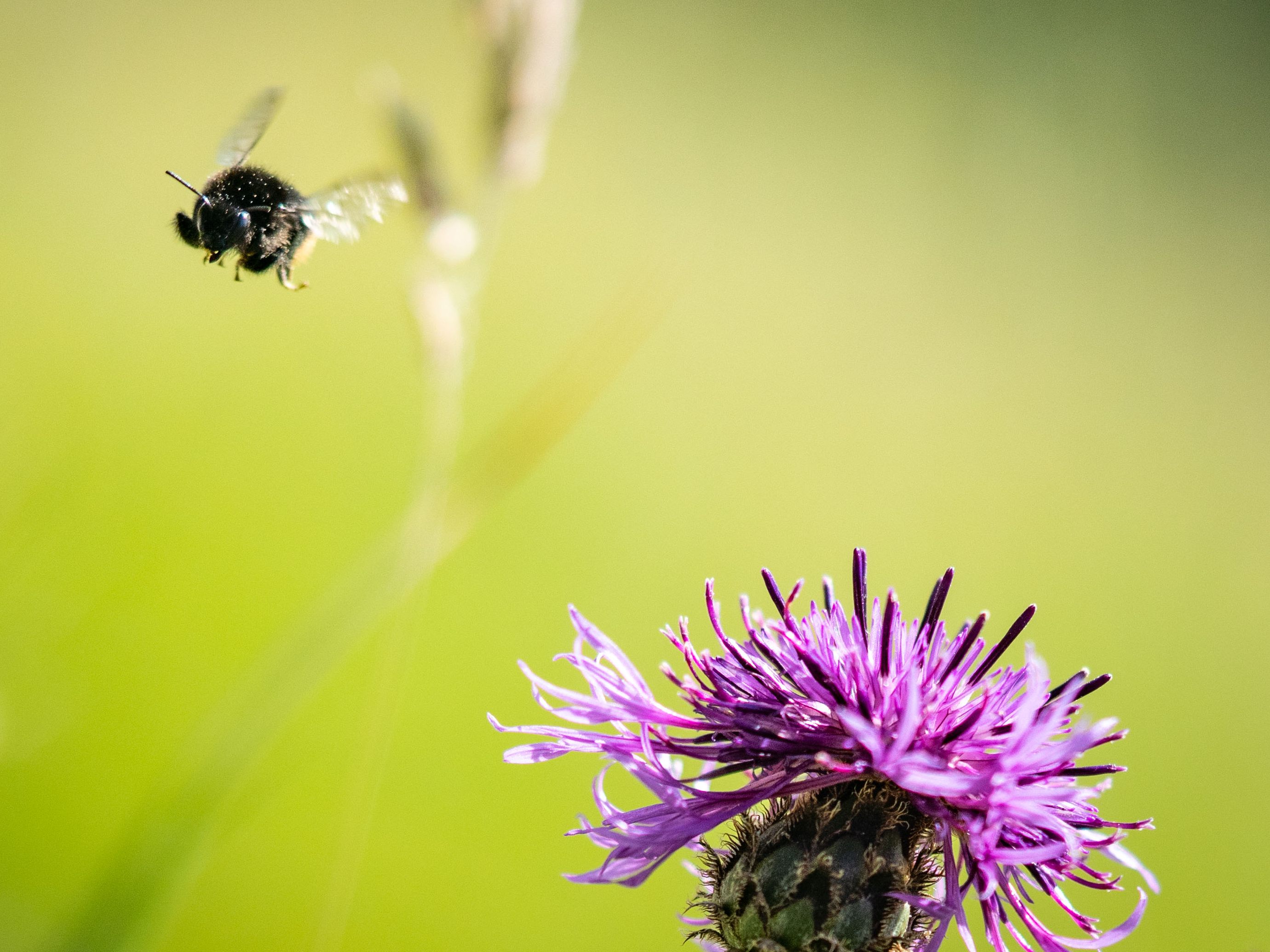 Mit einem Platz für etwas Wiese und Blumen kann man die Biodiversität im eigenen Garten erhöhen. Mit einem Platz für etwas Wiese und Blumen kann man die Biodiversität im eigenen Garten erhöhen.