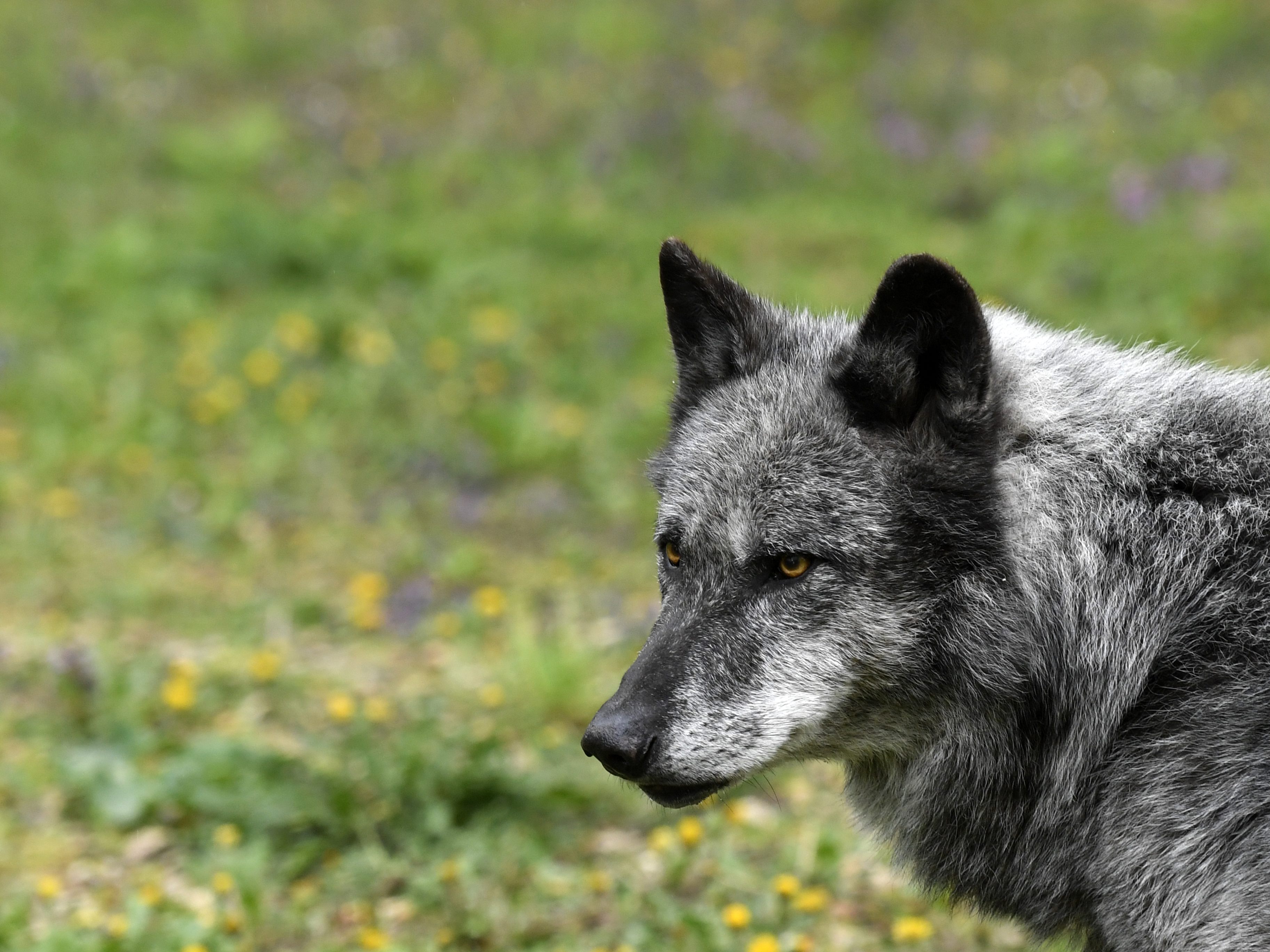 In Österreich wurden dieses Jahr 31 Wolfsindividuen nachgewiesen. In Österreich wurden dieses Jahr 31 Wolfsindividuen nachgewiesen.