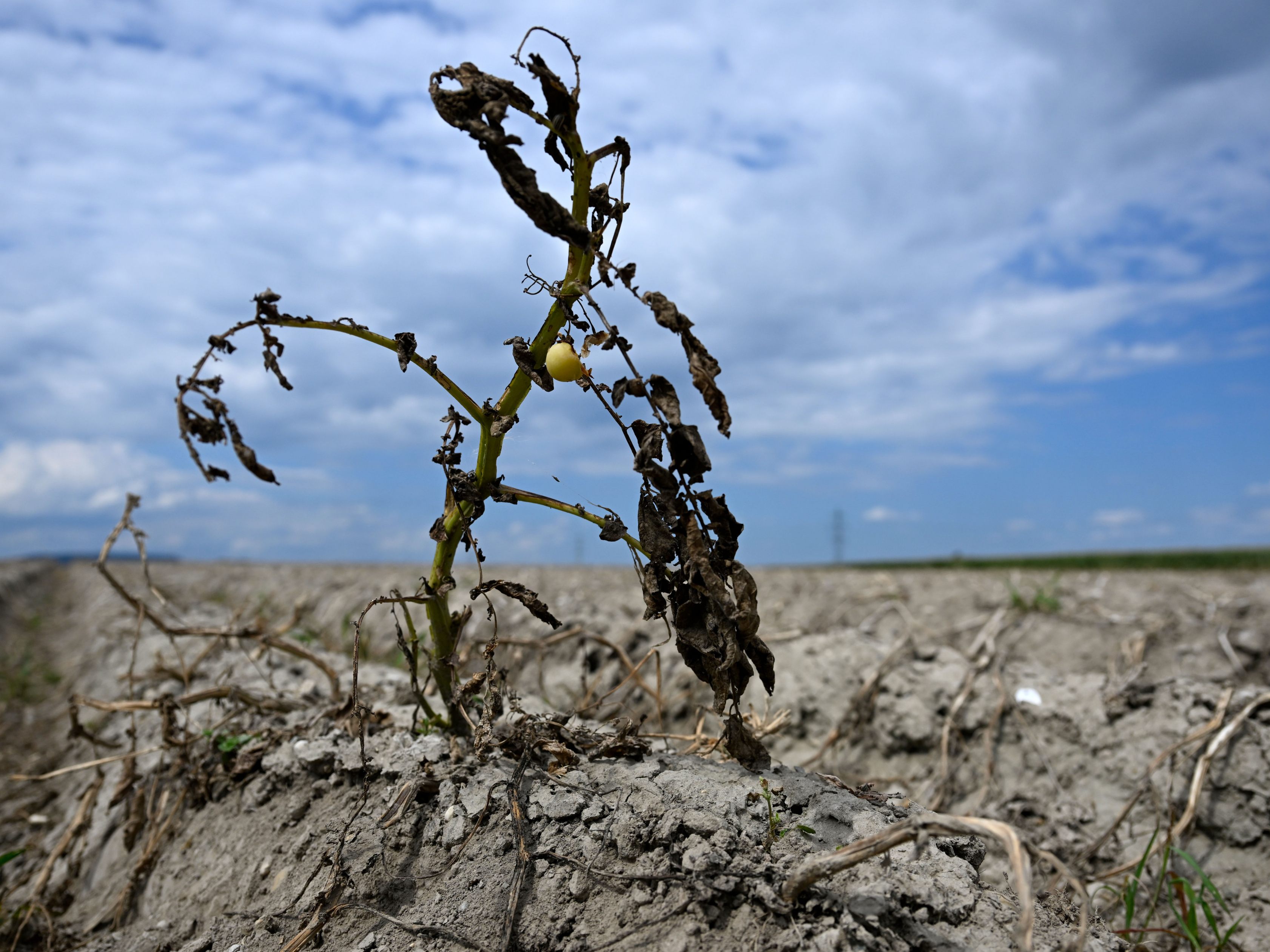 Der Klimawandel bedroht die Ernten.