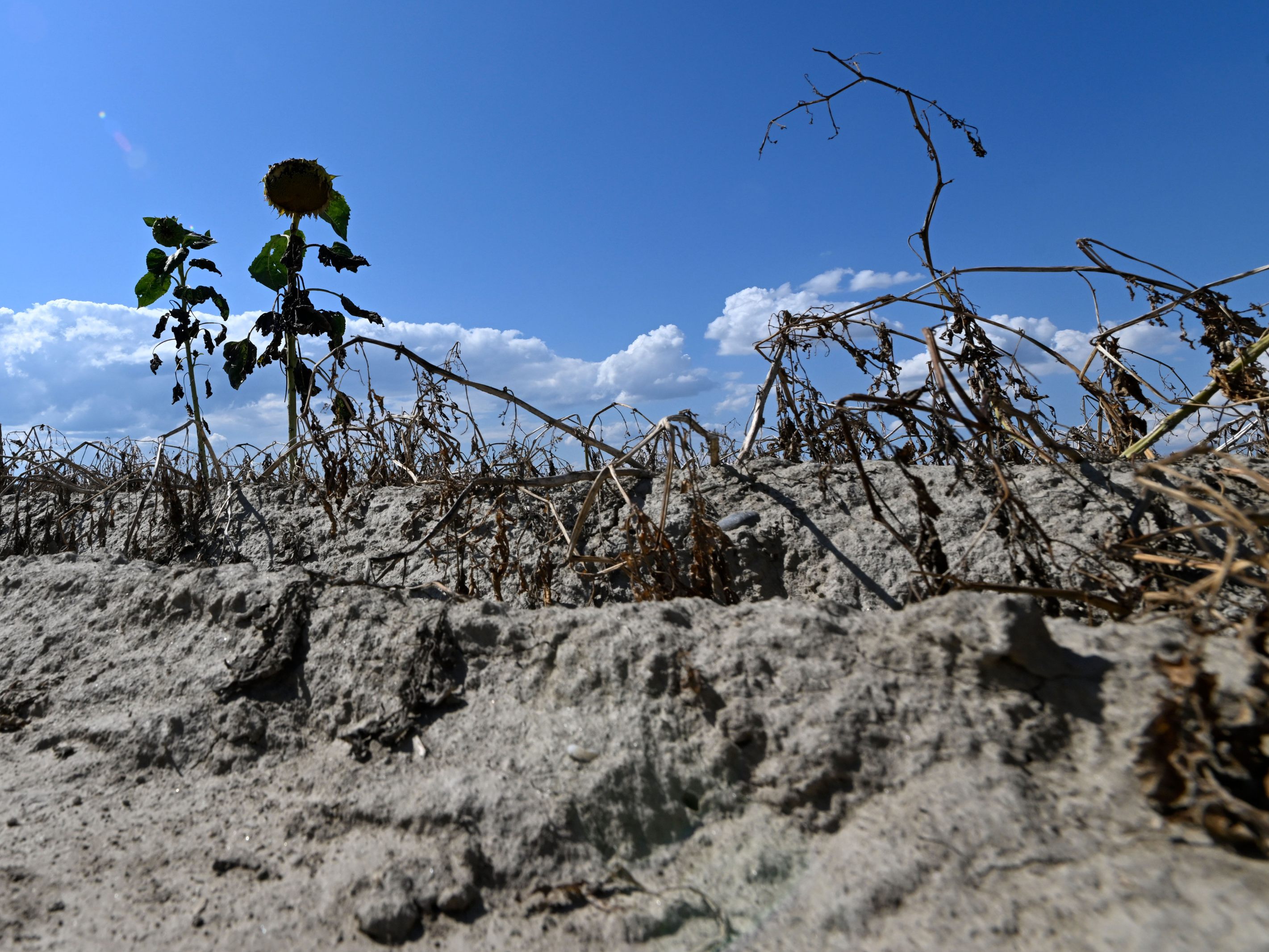 Der Klimawandel sorgt für Hitze und Dürre.