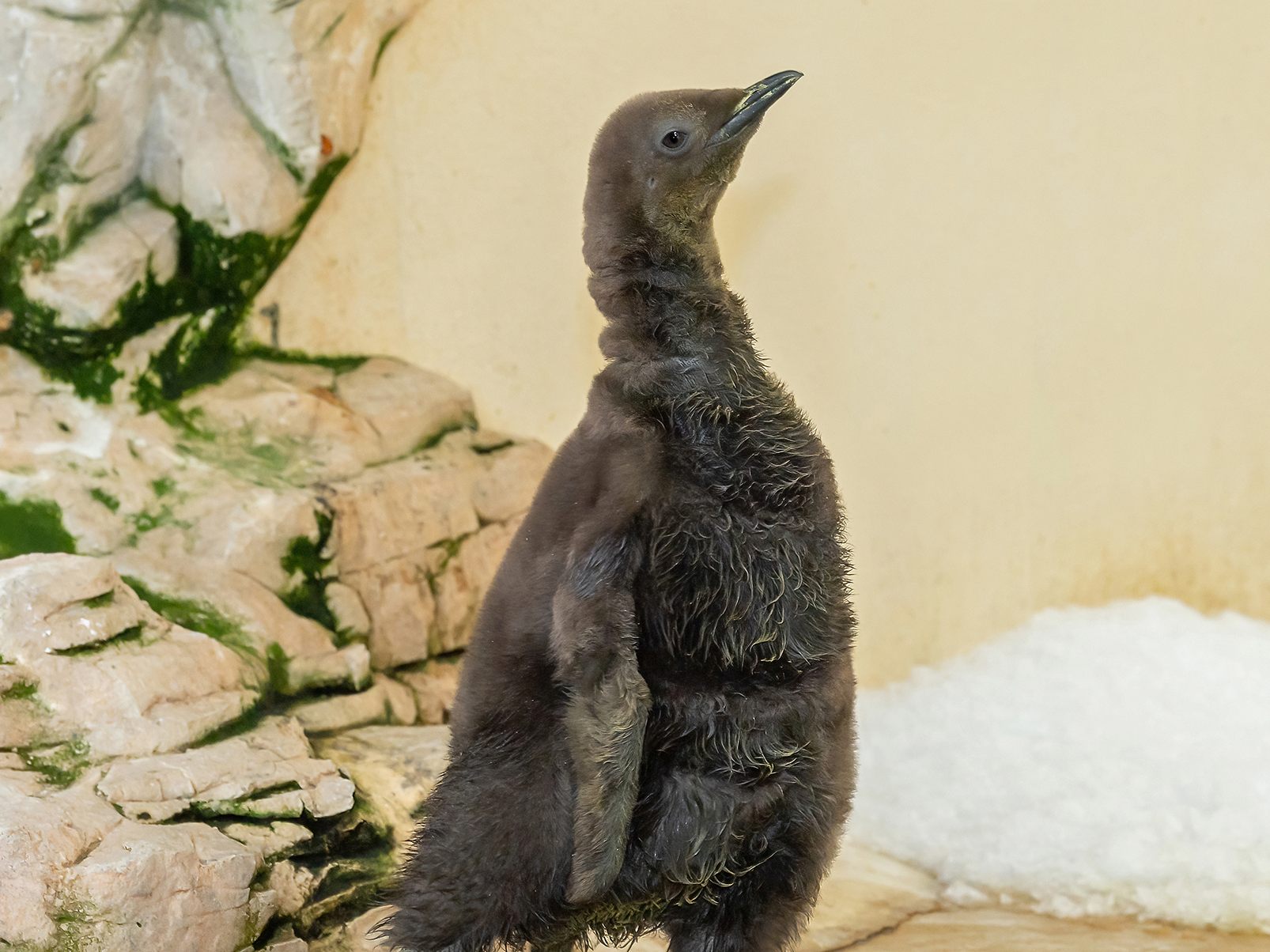 So süß: Der neue Nachwuchs im Tiergarten.