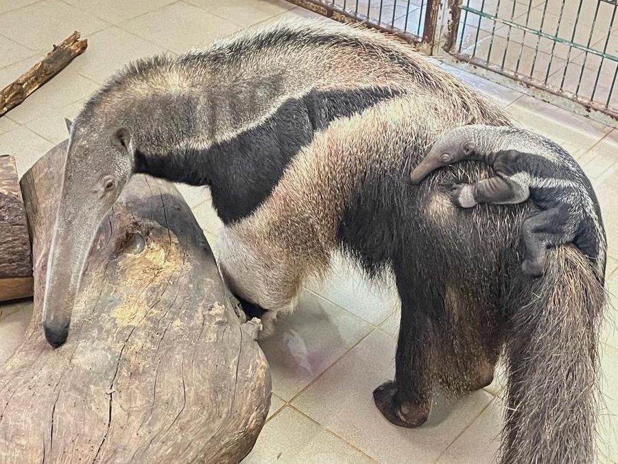 Das Baby ist aktuell 1,5 Kilo leicht und werde täglich gewogen, um sicher zu gehen, dass genug Muttermilch da ist. Das Baby ist aktuell 1,5 Kilo leicht und werde täglich gewogen, um sicher zu gehen, dass genug Muttermilch da ist.