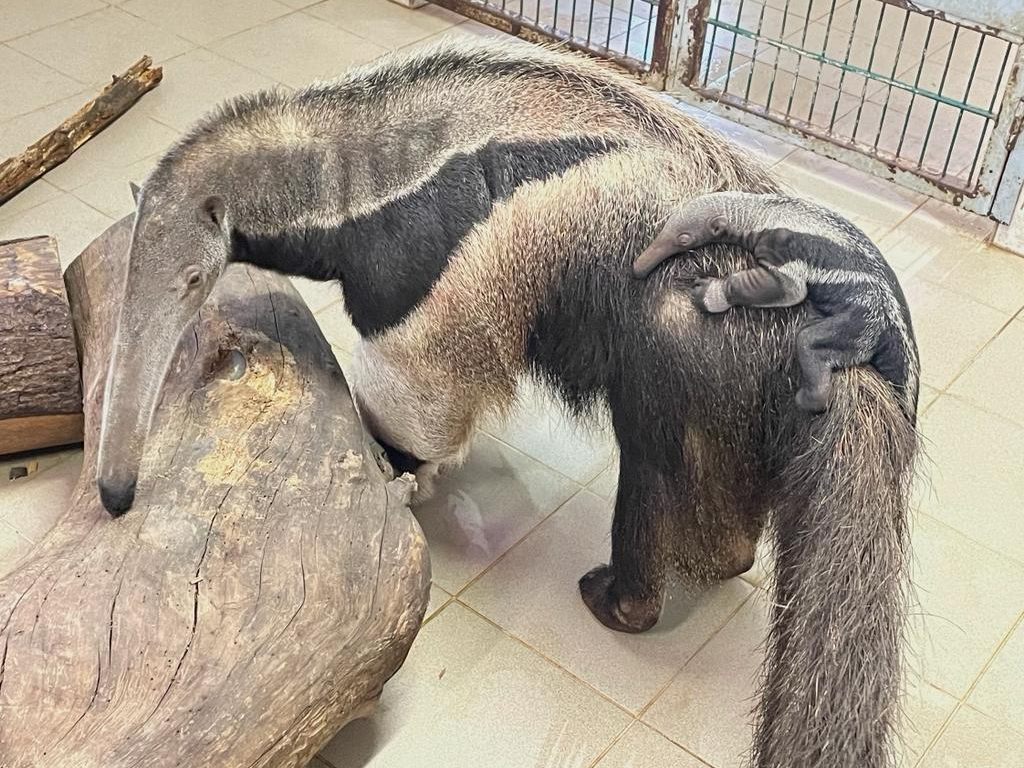 Ameisenbär-Mama "Flodny" kümmert sich um den Nachwuchs. Ameisenbär-Mama "Flodny" kümmert sich um den Nachwuchs.