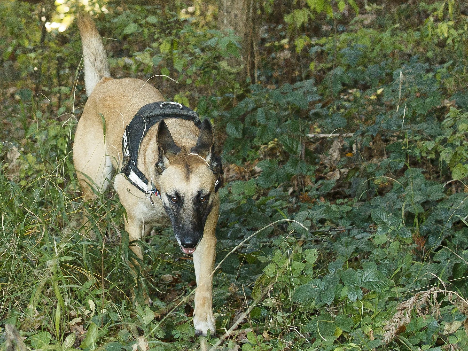 Traurige Nachrichten um Polizeihunde in NÖ. Traurige Nachrichten um Polizeihunde in NÖ.