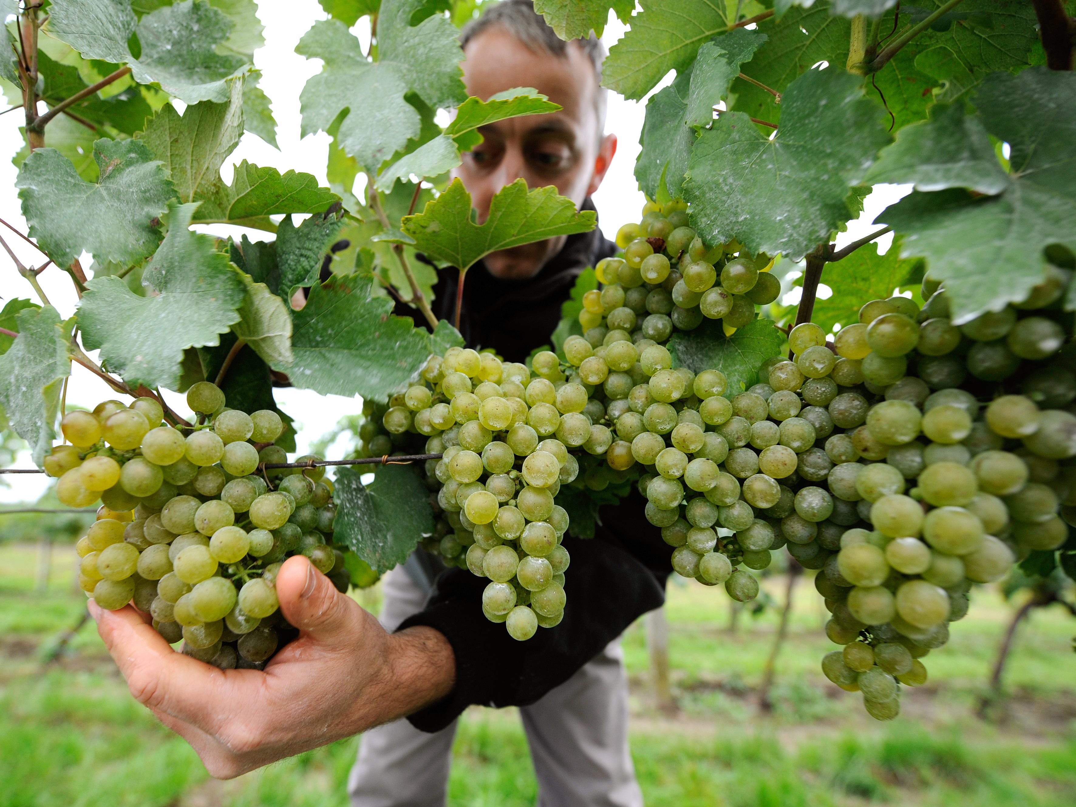 Österreichs Winzer erwarten heuer eine durchschnittliche Weinernte. Österreichs Winzer erwarten heuer eine durchschnittliche Weinernte.