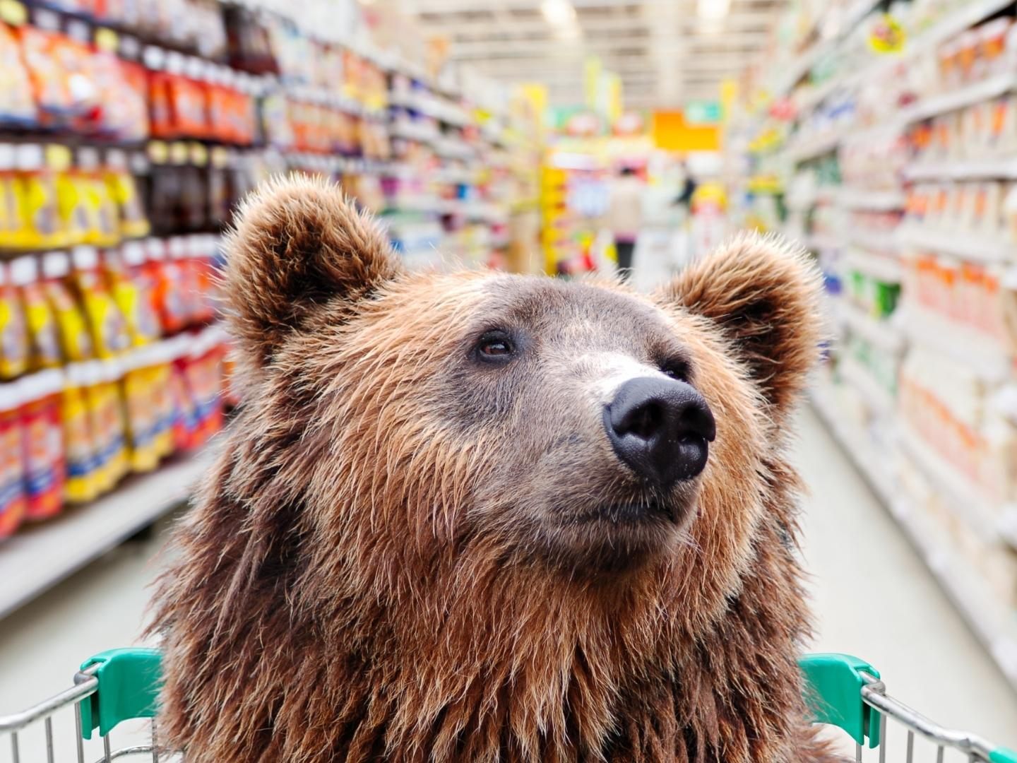 Der Braunbär hatte offensichtlich Hunger.