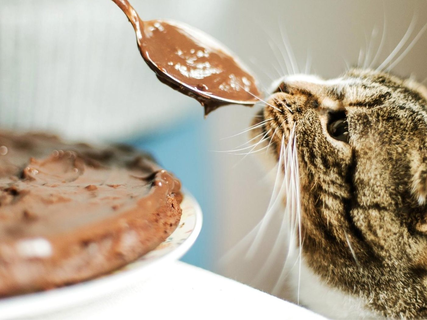 Schokolade für Katzen verboten