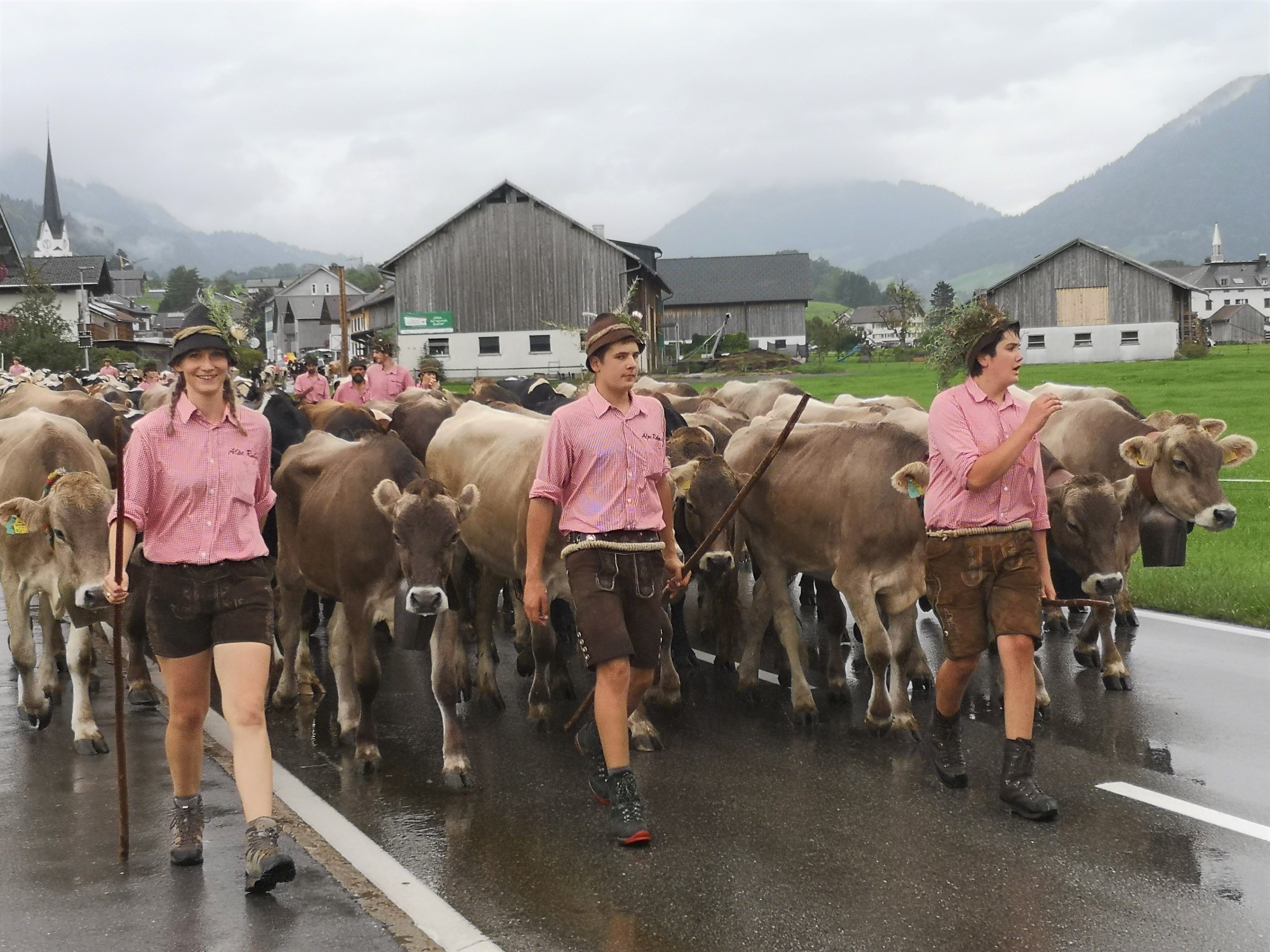 Eine große Herde zog beim Alpabtrieb von der Alpe Rubach durch die Vorderwälder Dörfer.