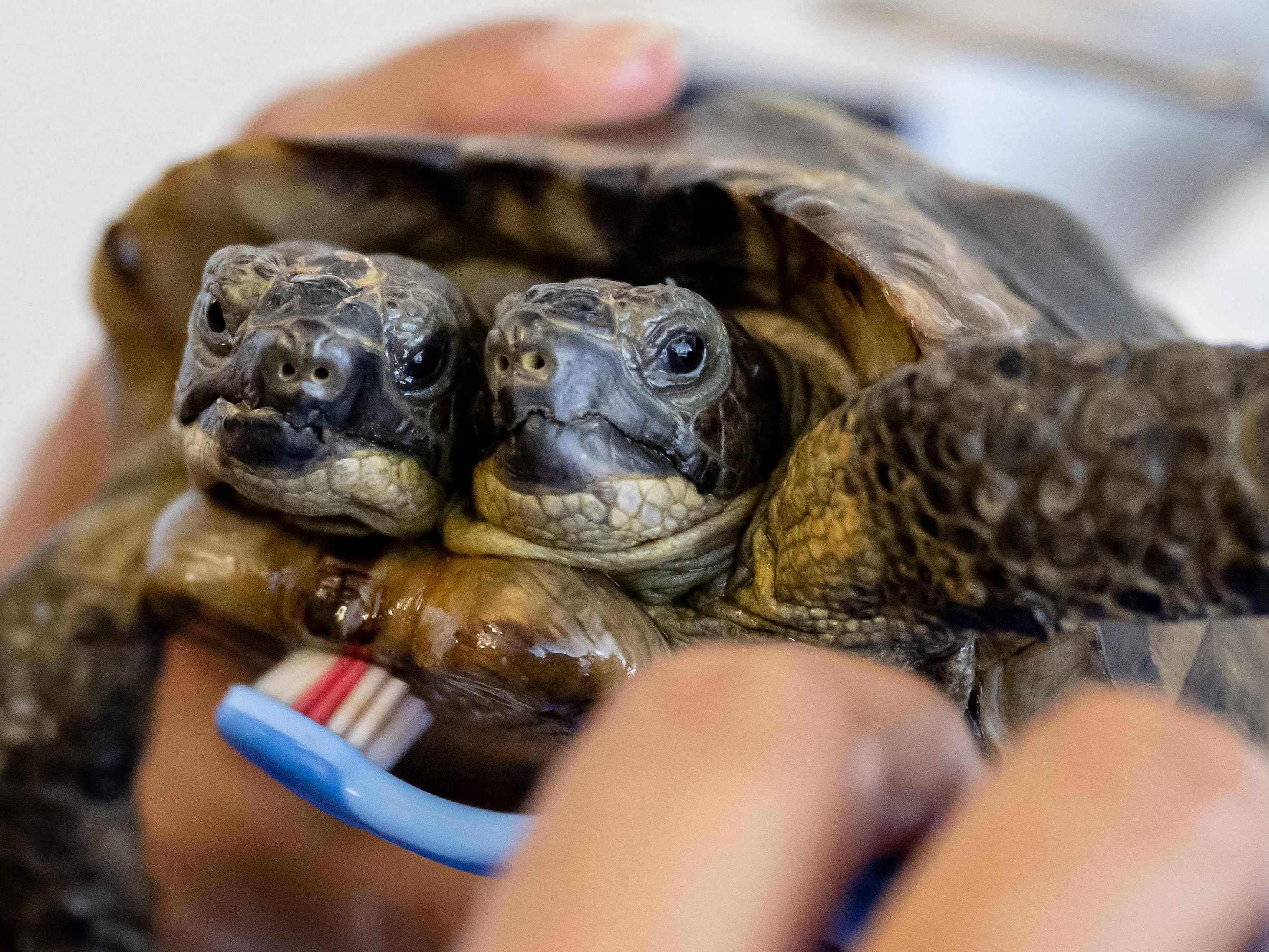 Die zwei Köpfe mit zwei Gehirnen haben eigene Persönlichkeiten. Die zwei Köpfe mit zwei Gehirnen haben eigene Persönlichkeiten.