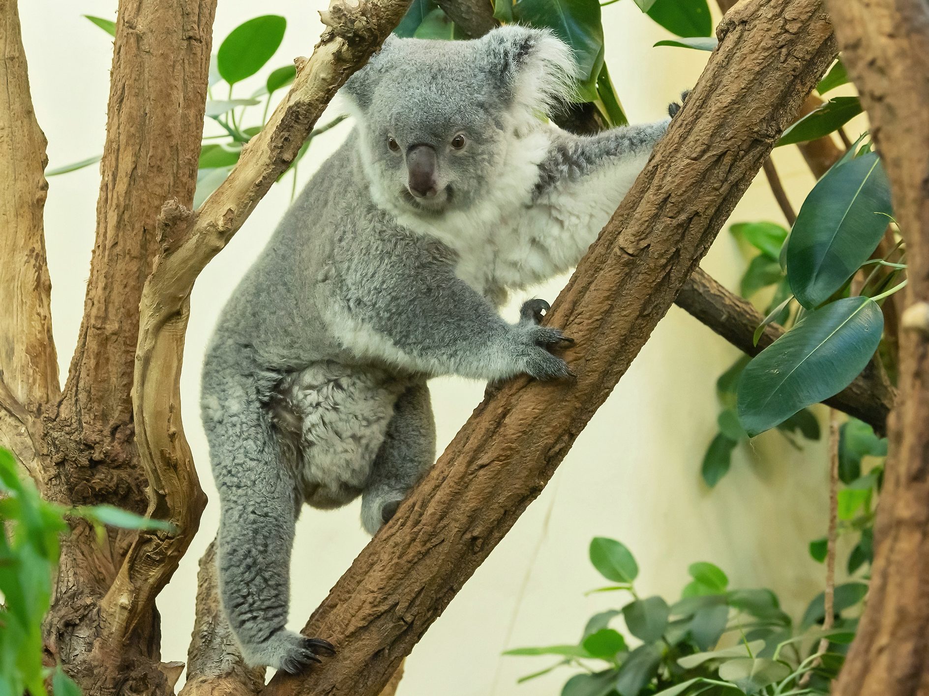 Koala-Baby im Wiener Tiergarten Schönbrunn geboren.