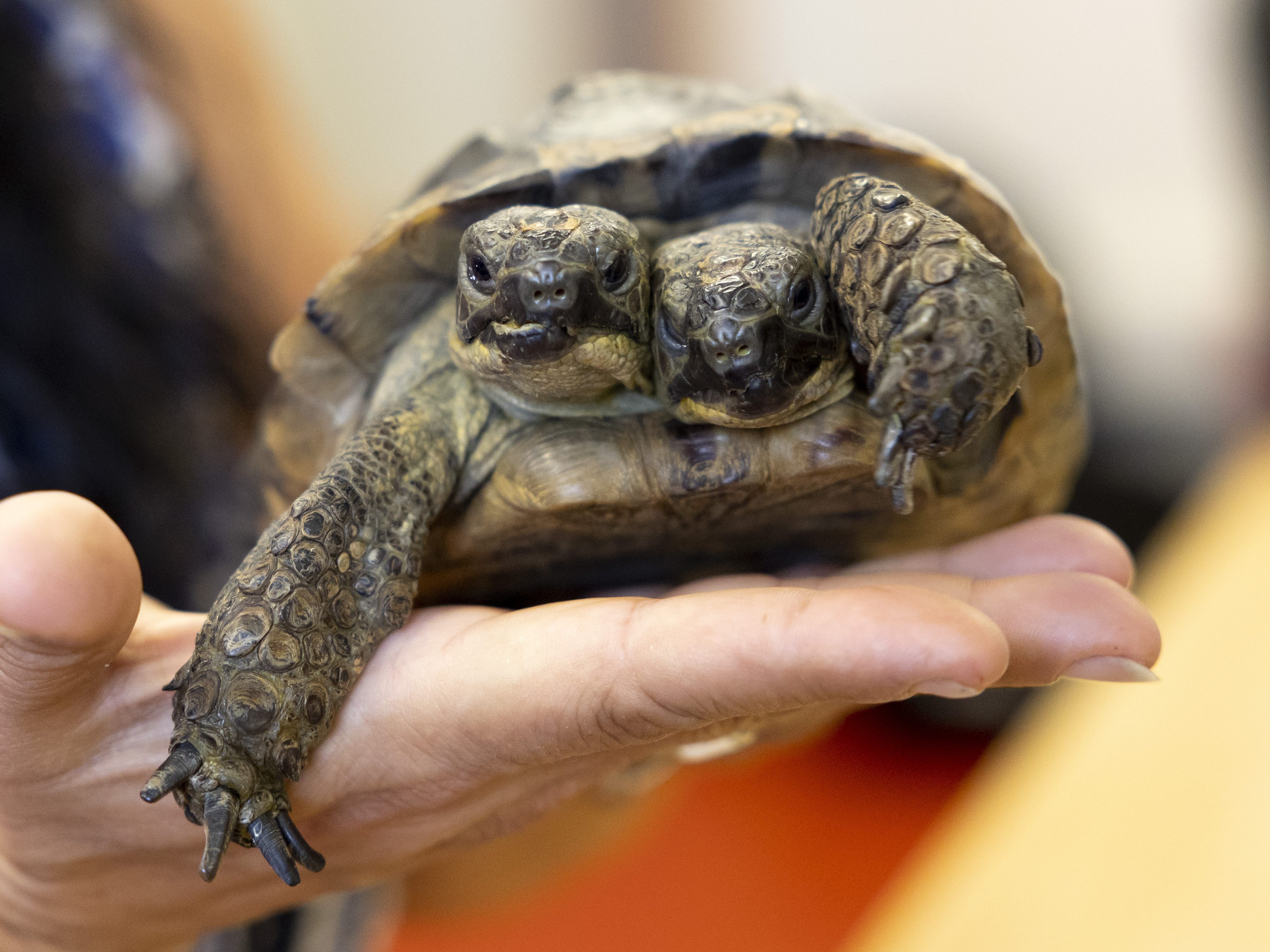 Die zwei Köpfe von Janus haben eigene Persönlichkeiten.