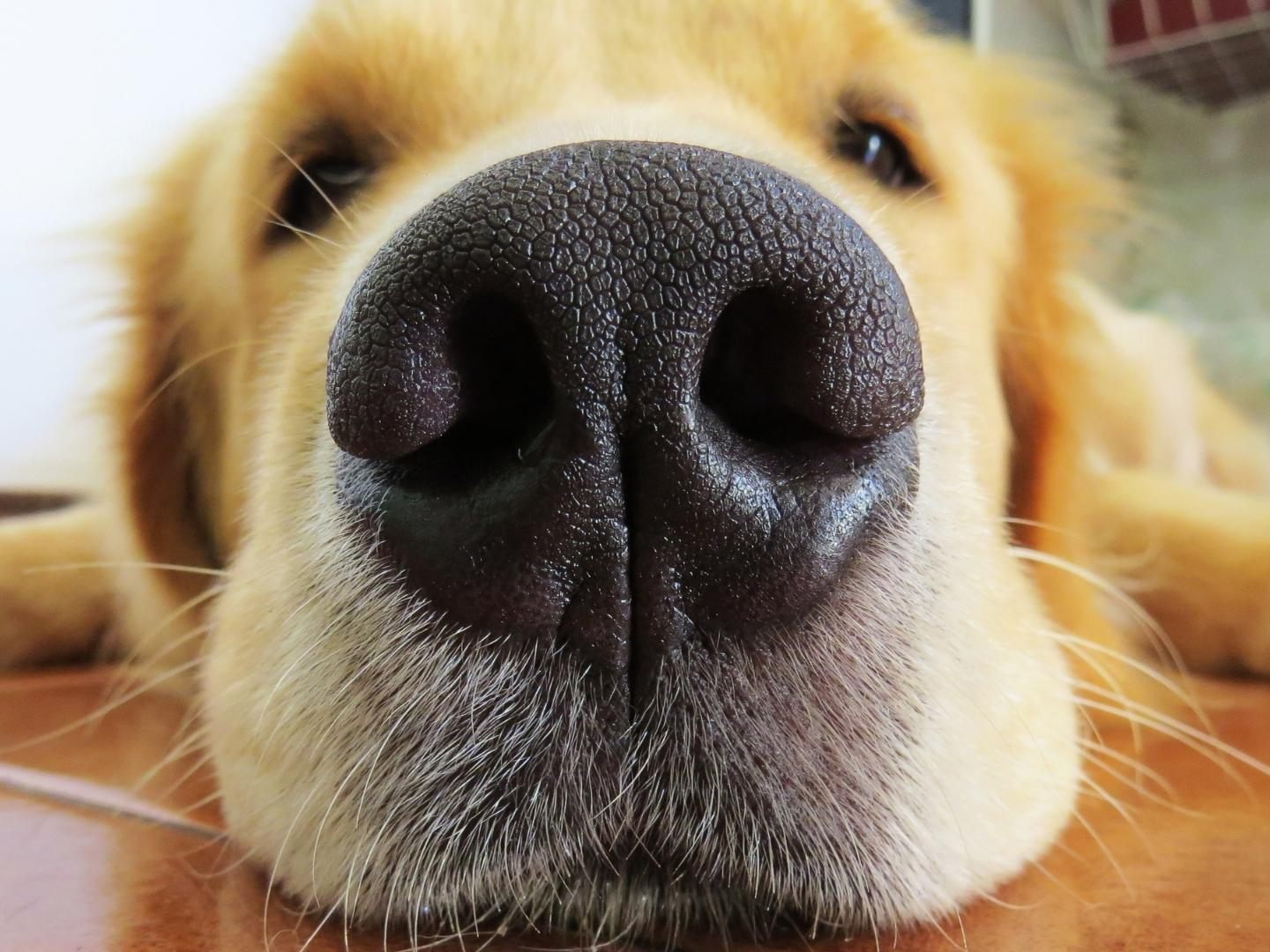 Süßes Gespann: Golden Retriever liebt Babykatze.